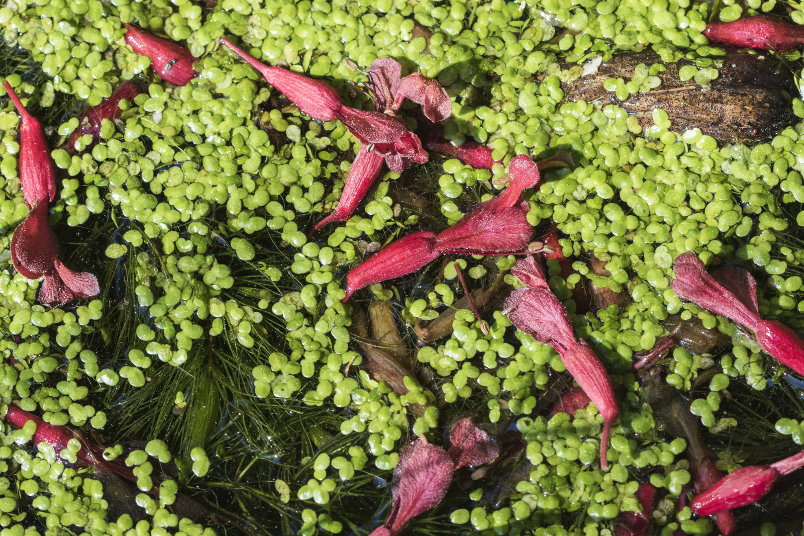 red buckeye flowers on duckweed