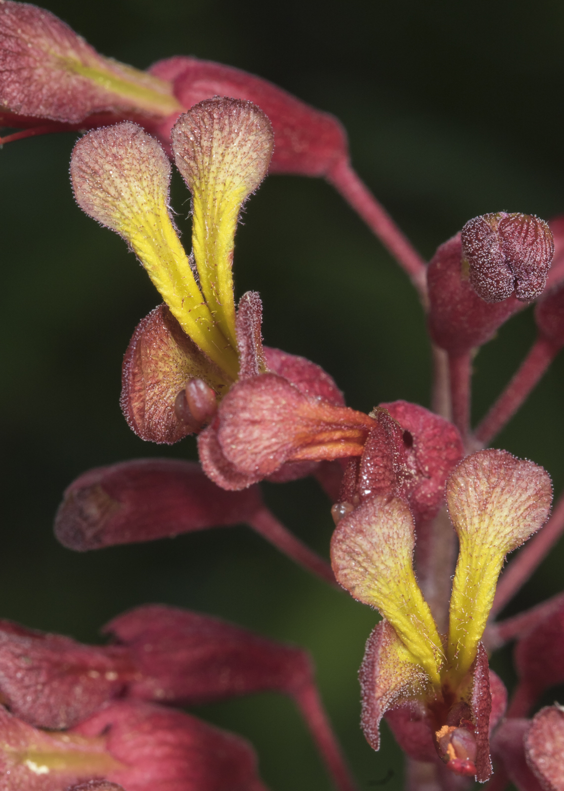 red buckeye flowers up close