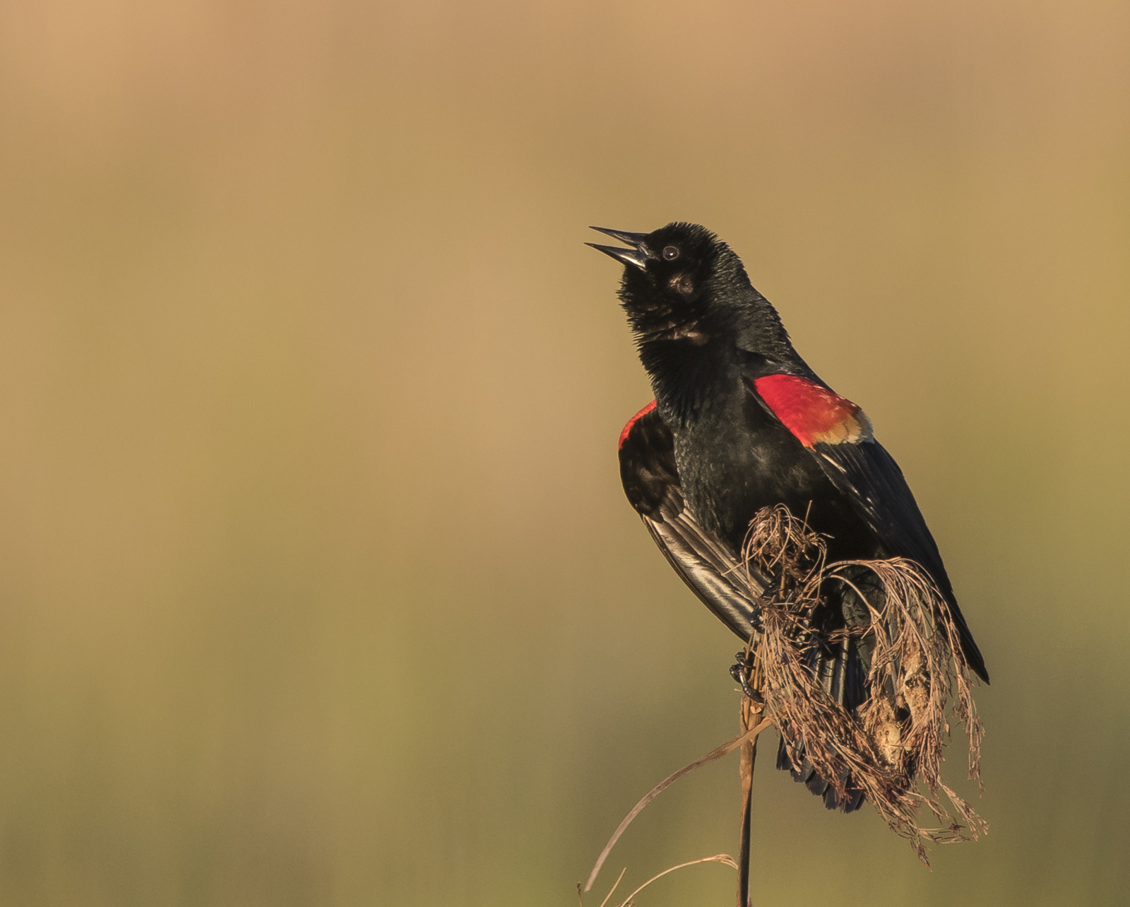 red-winged blackbird singing 1