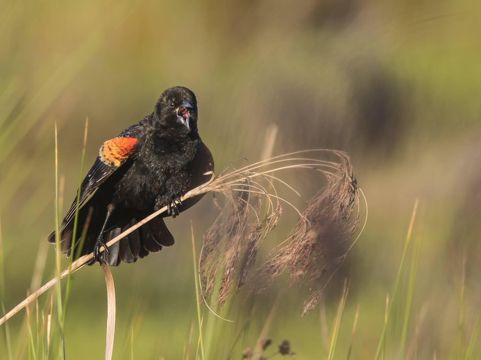 red-winged blackbird singing