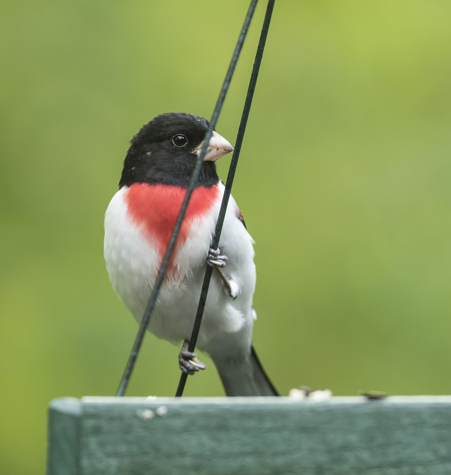 Rose-beasted grosbeak on feeder 1