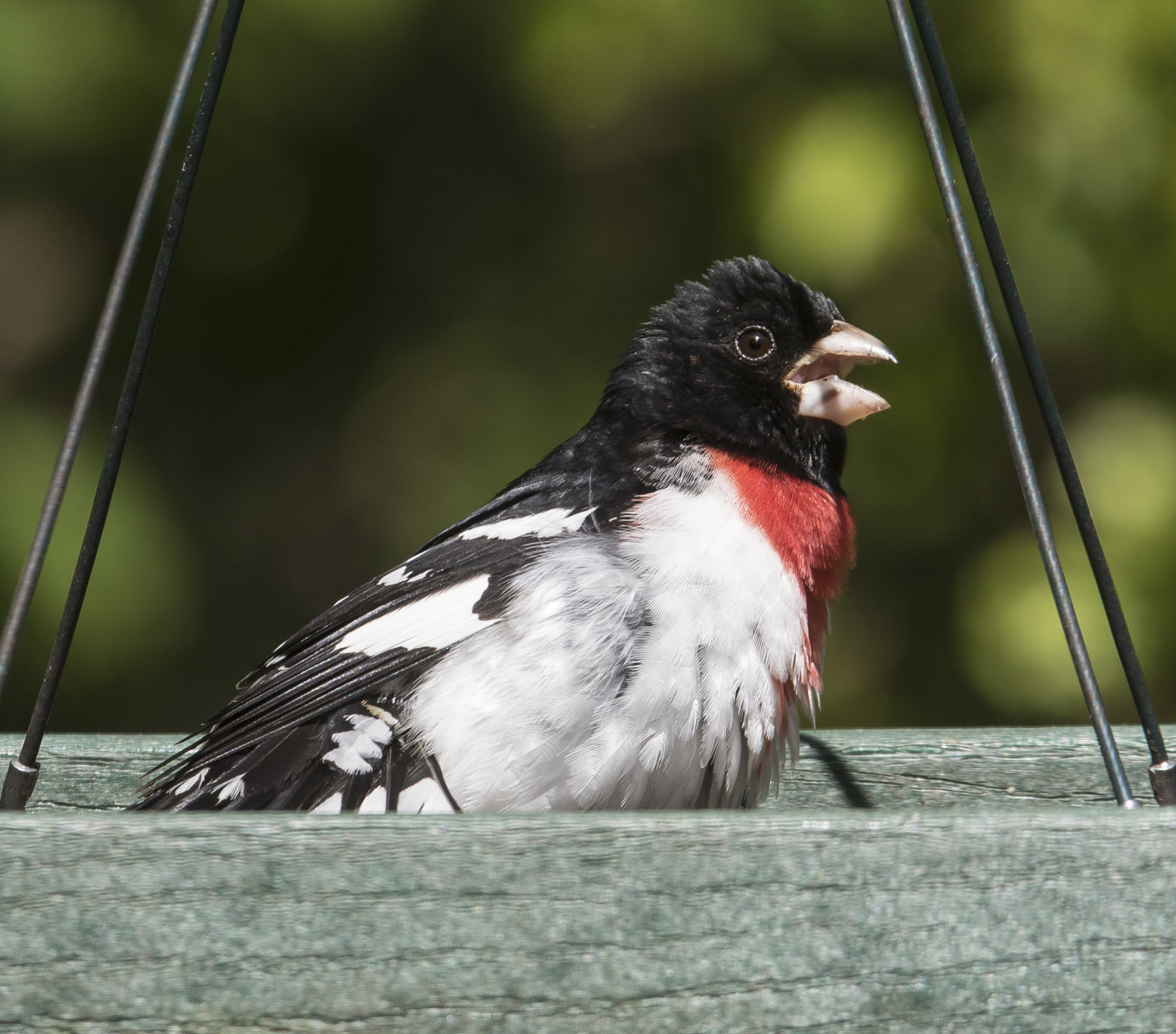 Rose-beasted grosbeak on feeder 3