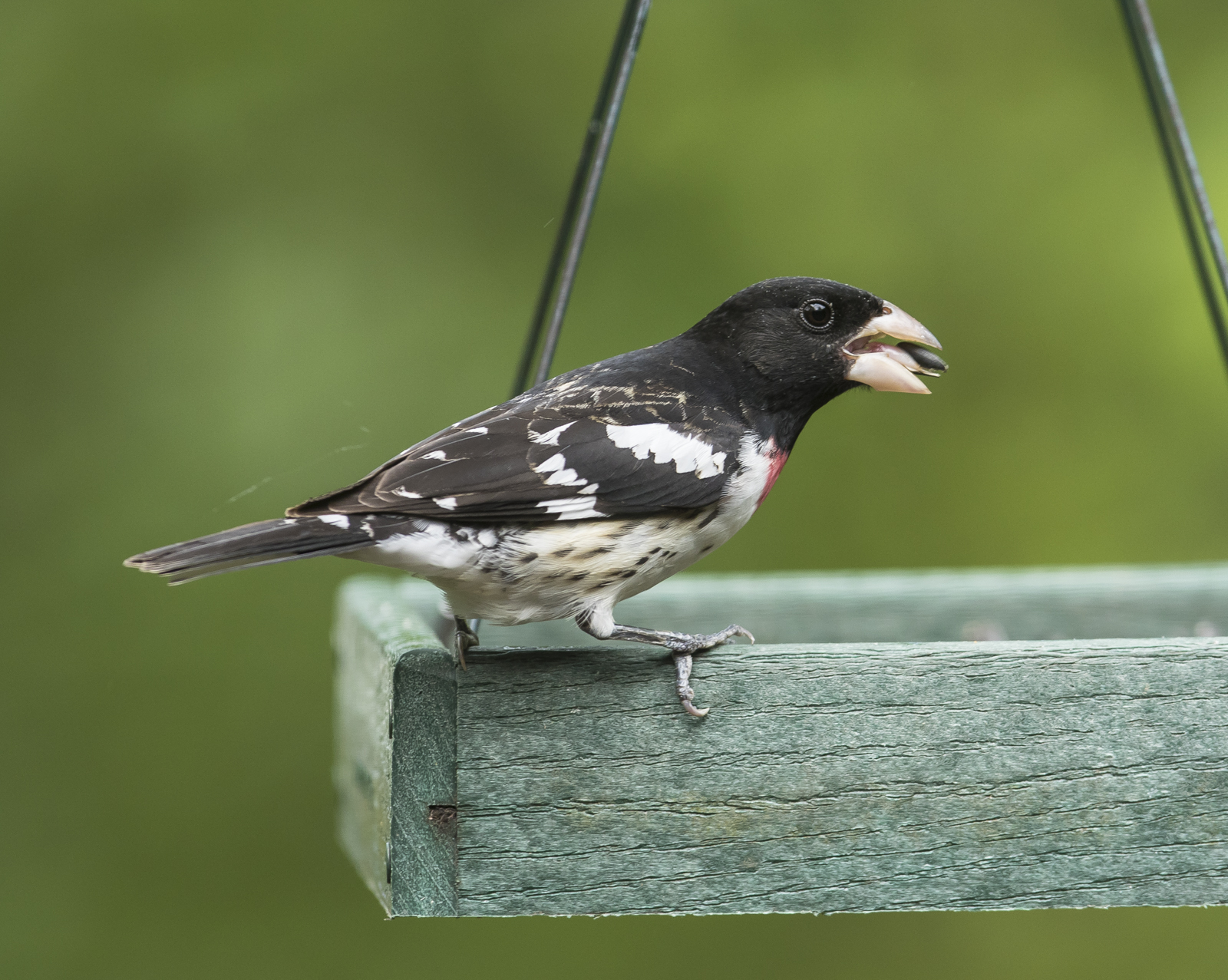 Rose-beasted grosbeak on feeder 5