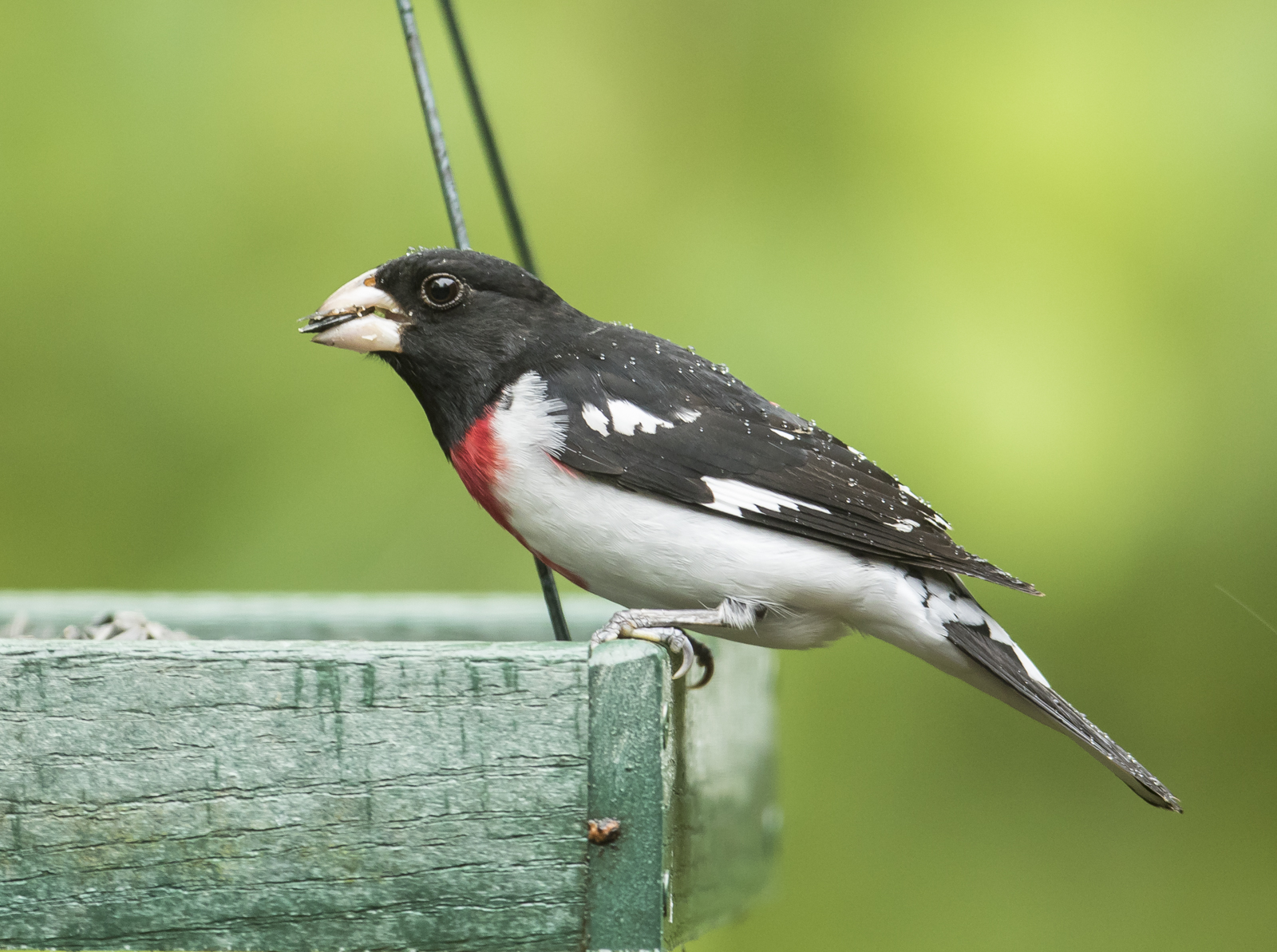 Rose-beasted grosbeak on feeder