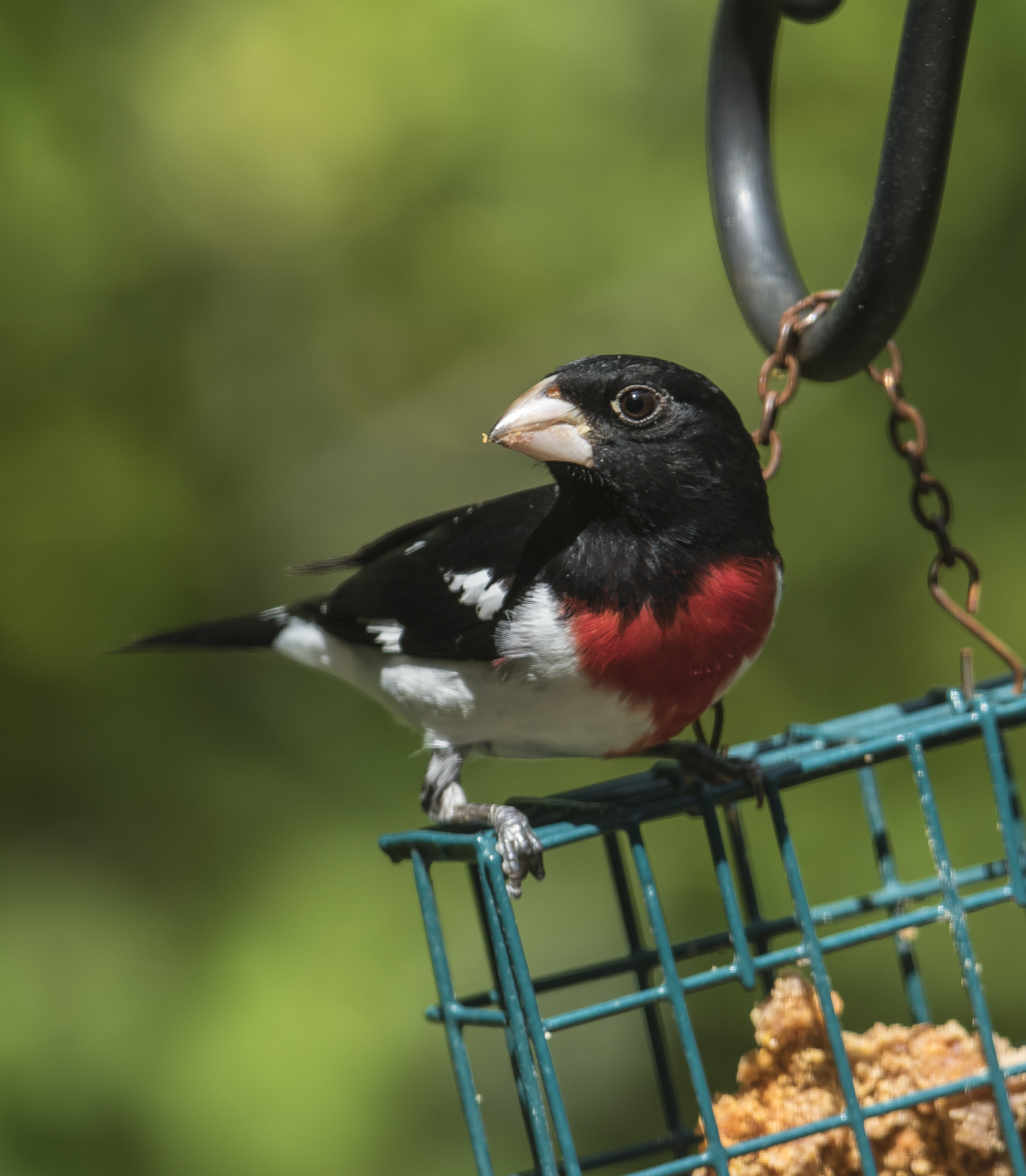 Rose-beasted grosbeak on suet feeder