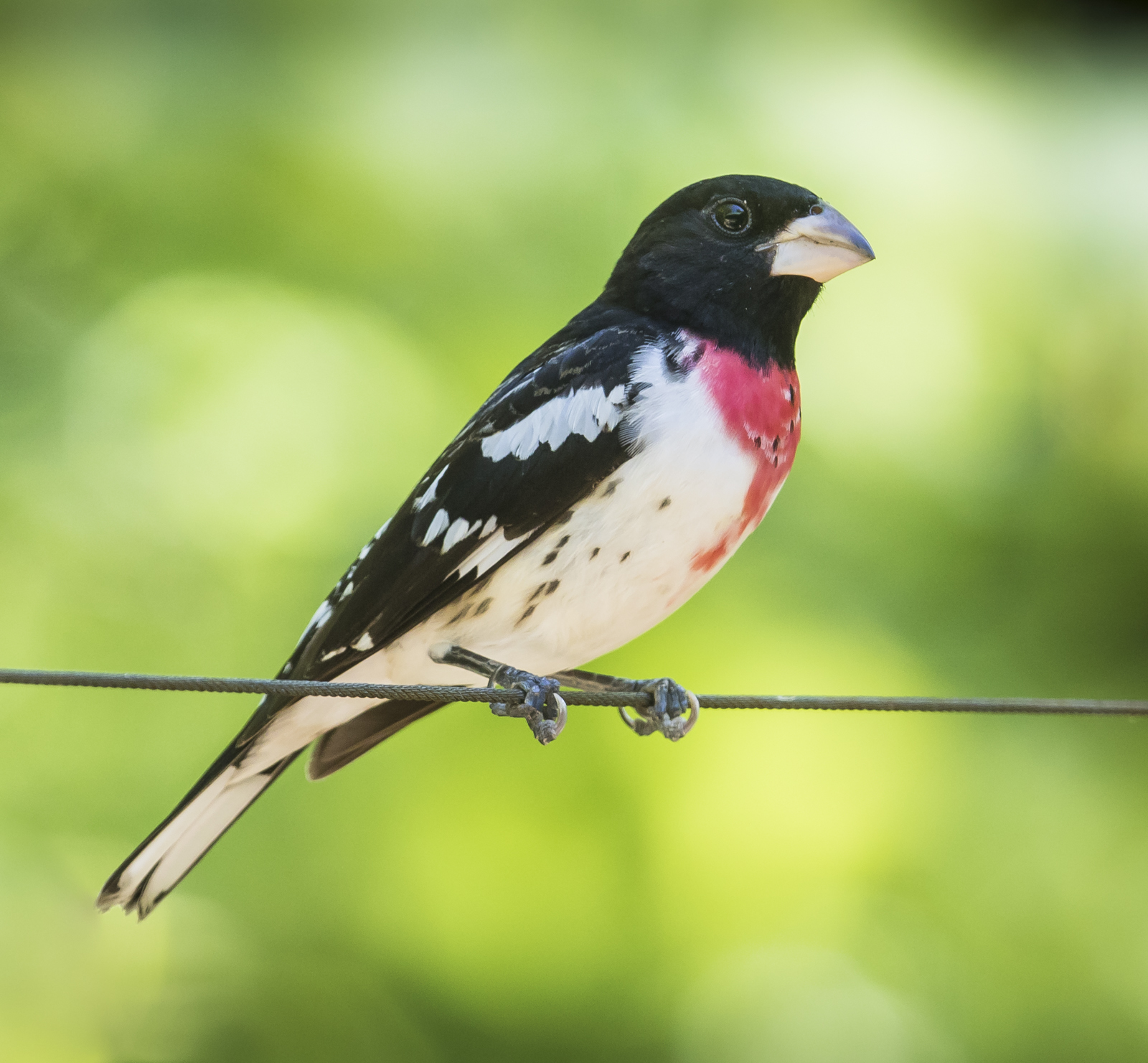 Rose-beasted grosbeak on wire