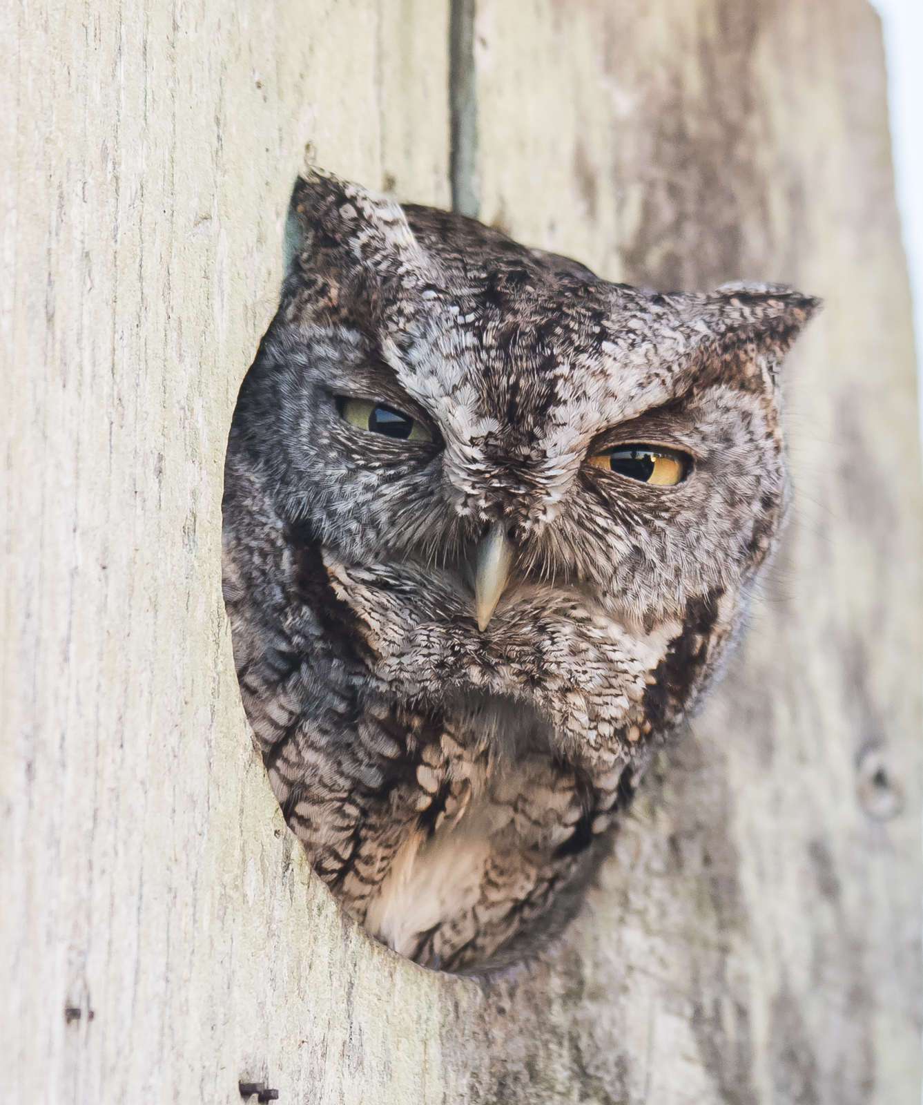 Screech owl in wood duck box close up