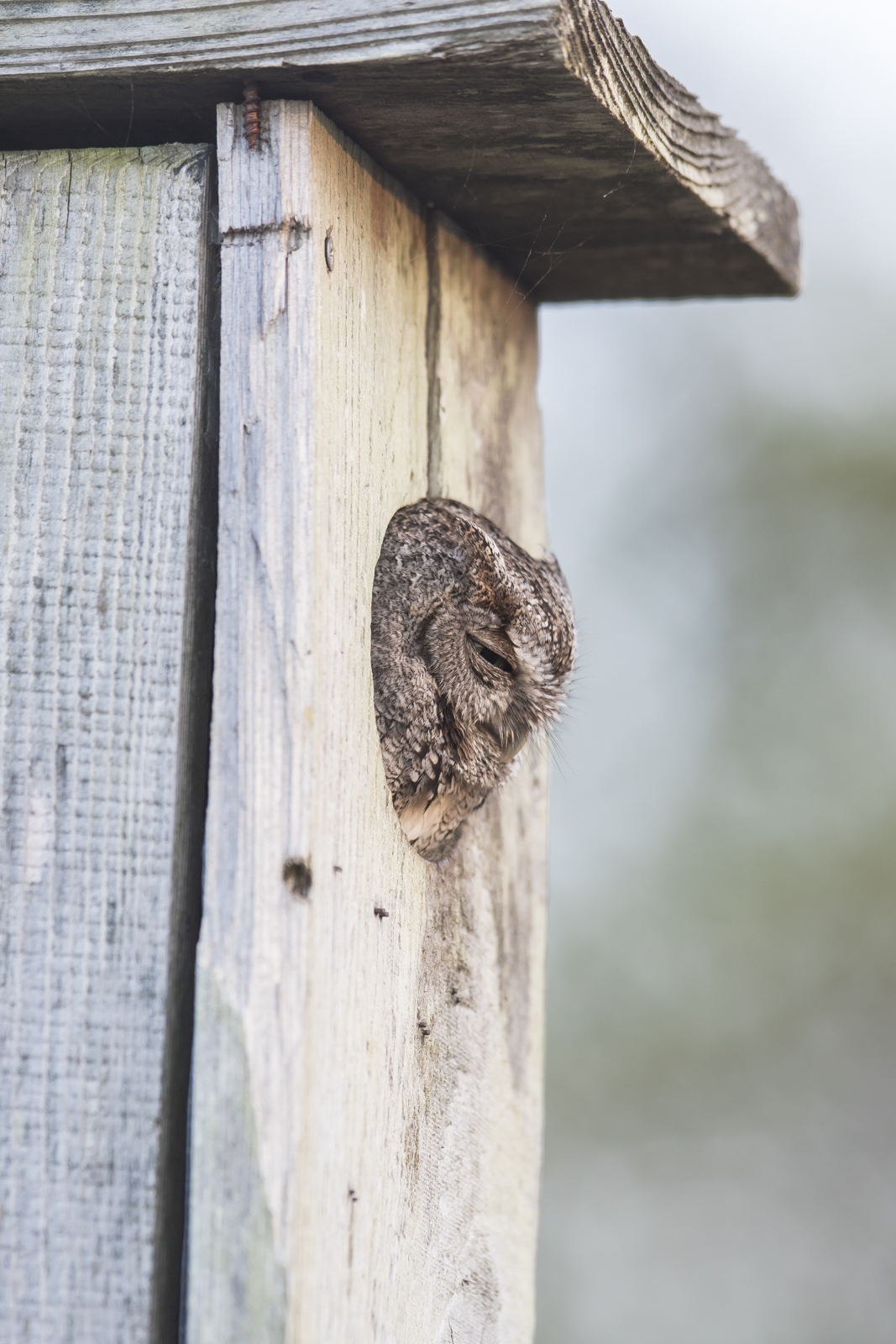 Screech owl in wood duck box