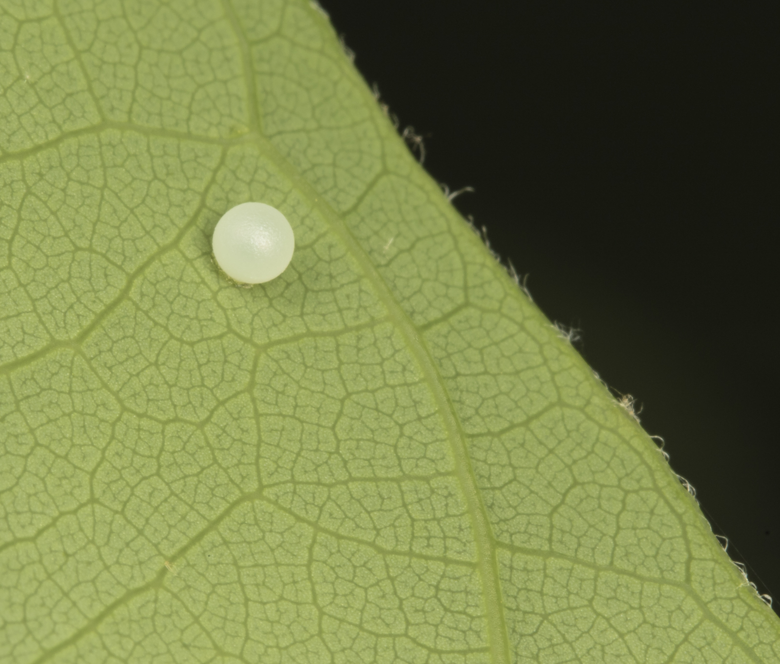Spicebush swalloewtail egg laid same day