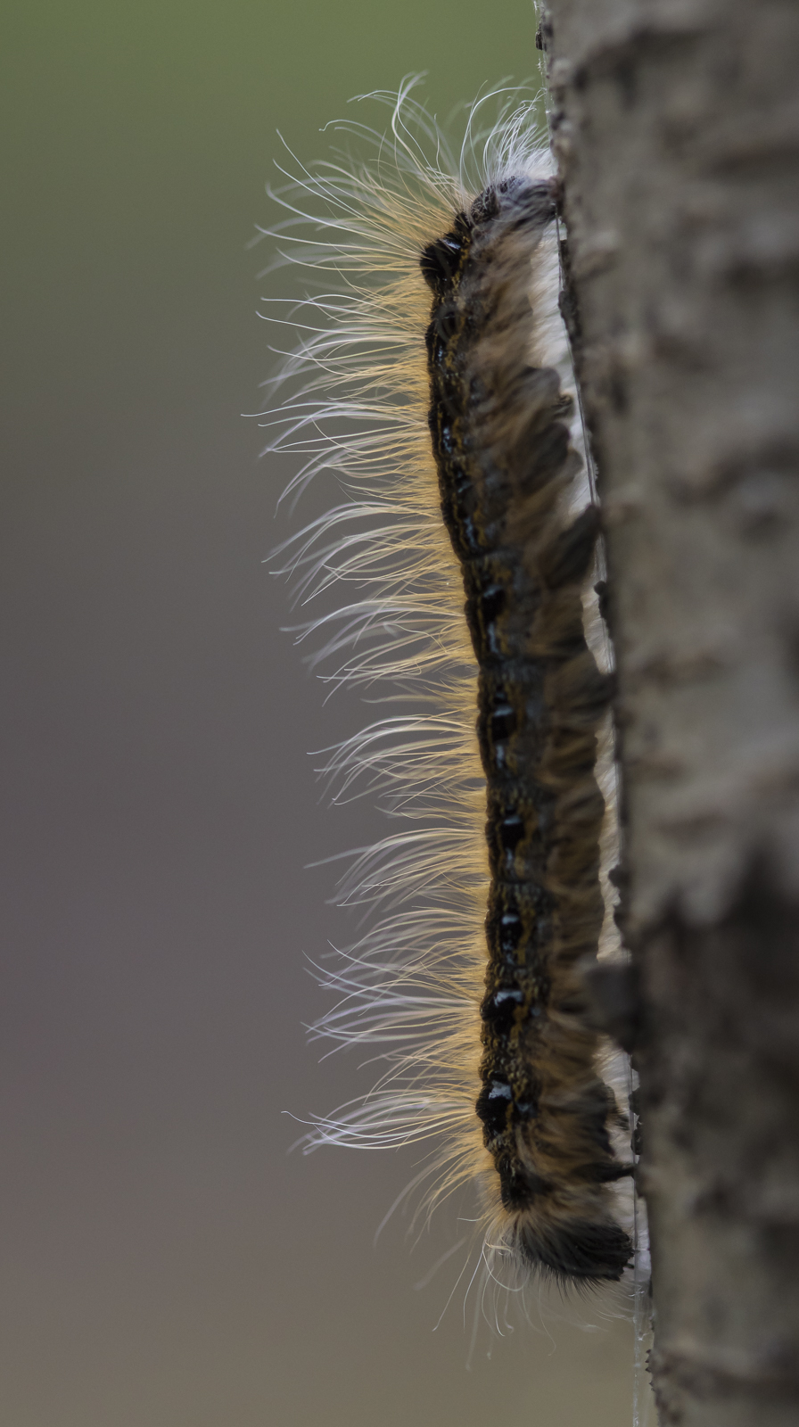tent caterpillar silhouette