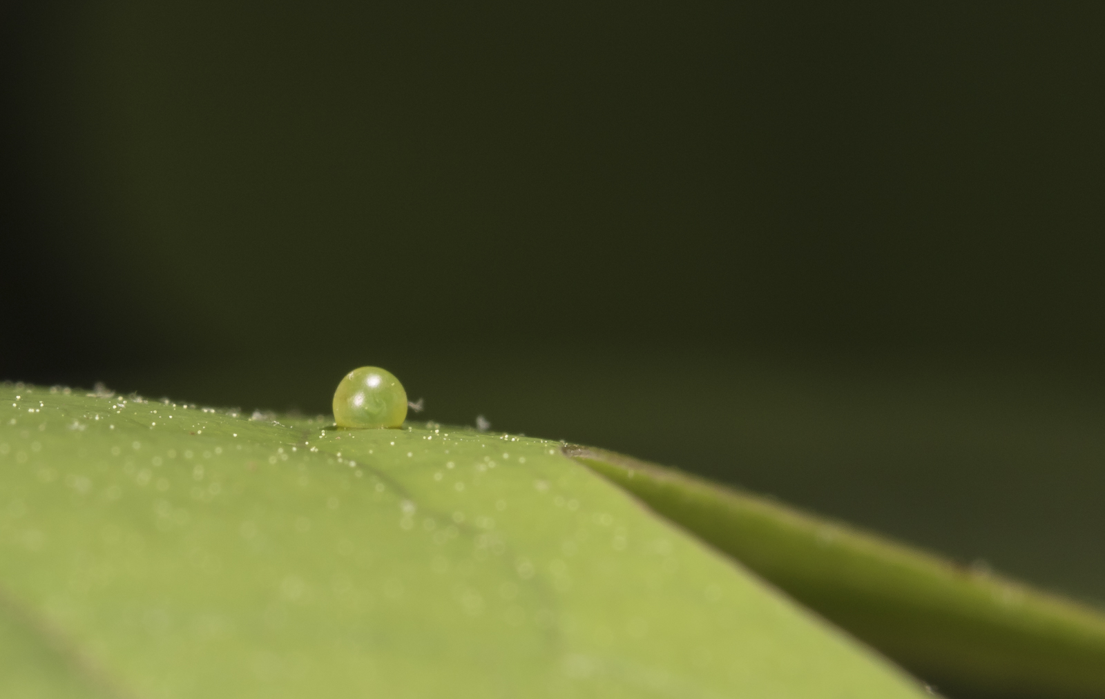 tiger swallowtail egg