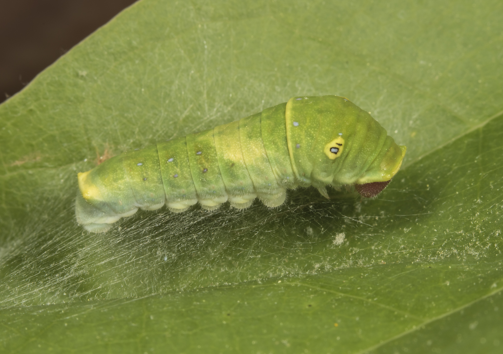 tiger swallowtail third instar