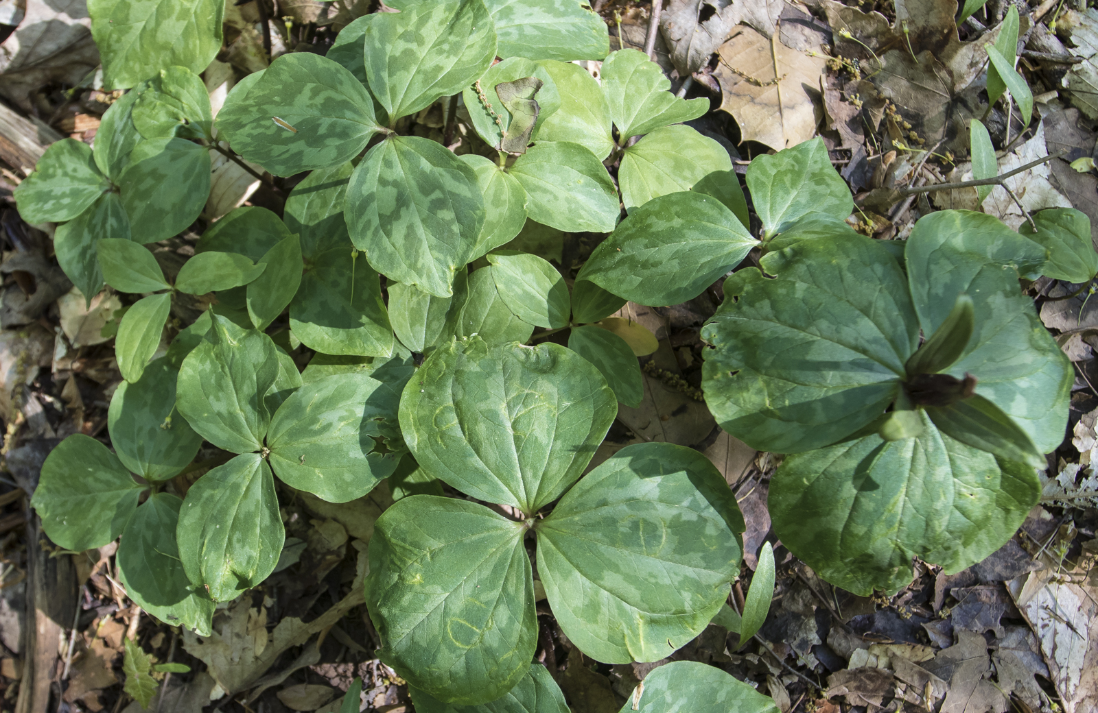 trillium leaves 1