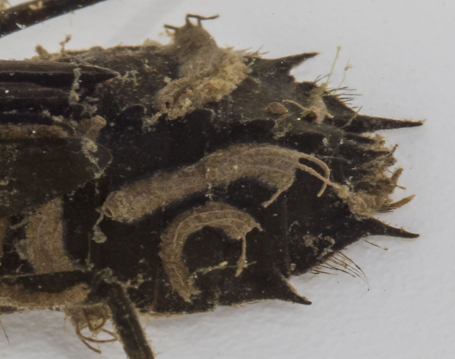 tubes on dragonfly nymph