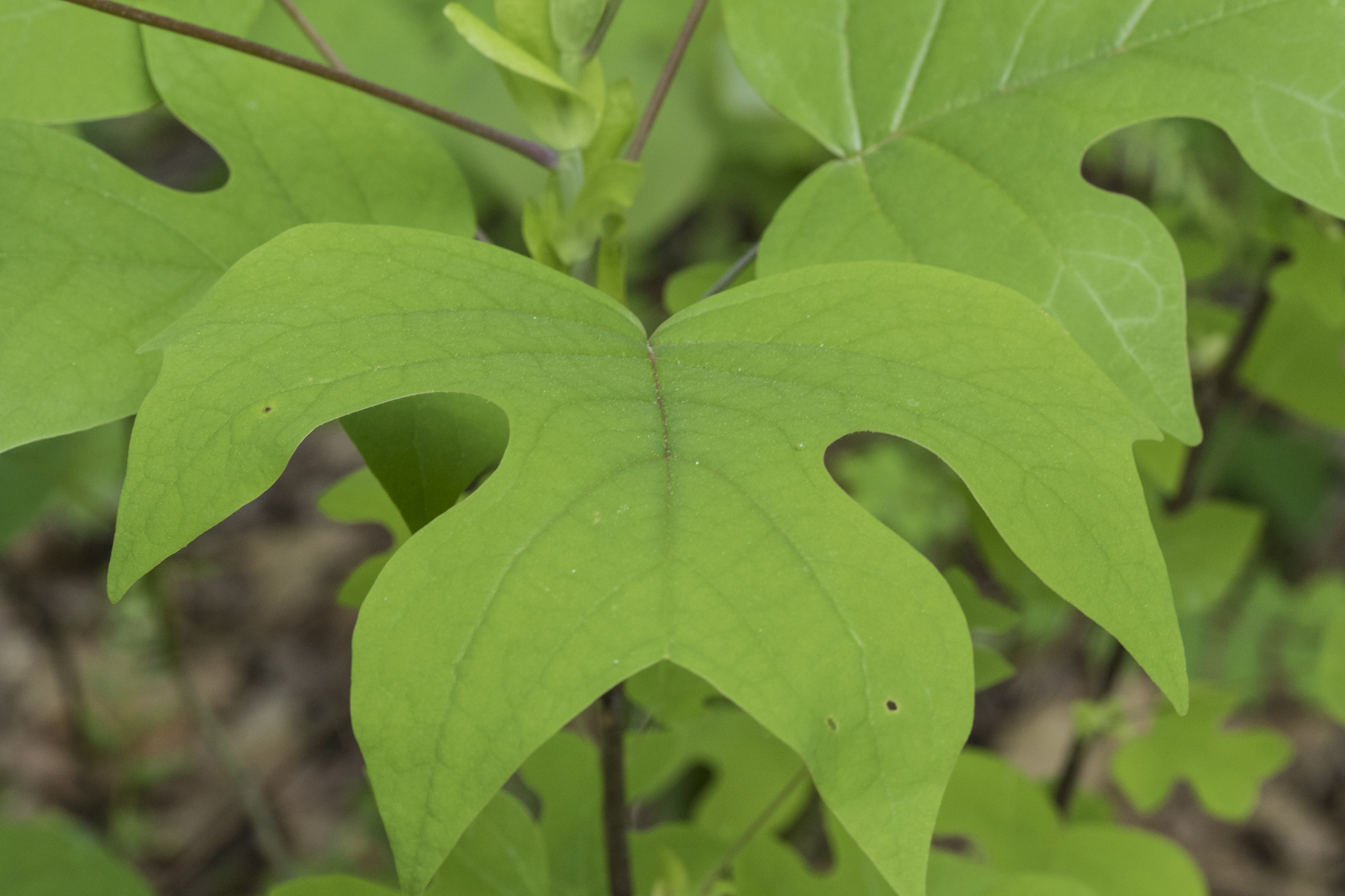 Tulip poplar leaf with egg wide view
