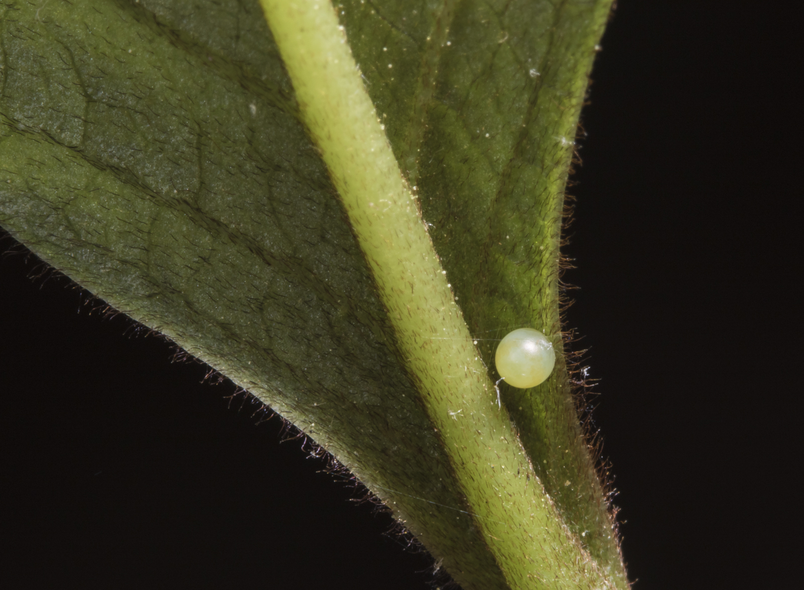zebra swallowtail egg