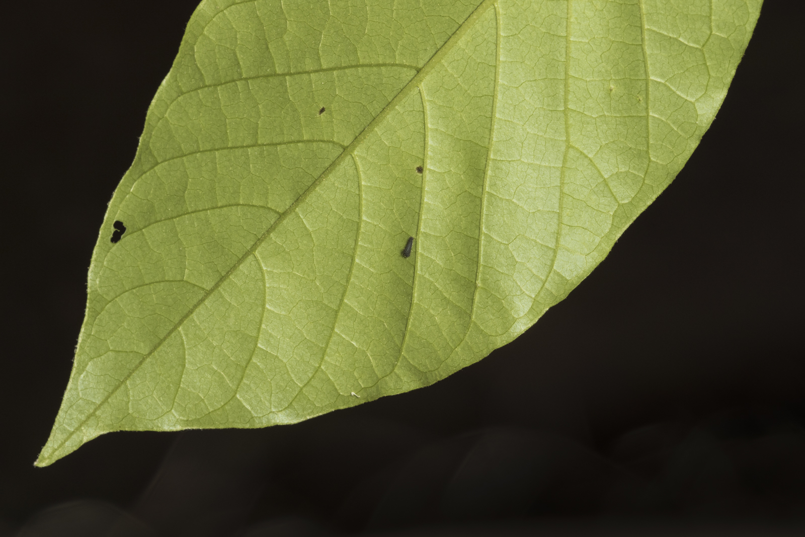 zebra swallowtil first instar wide view