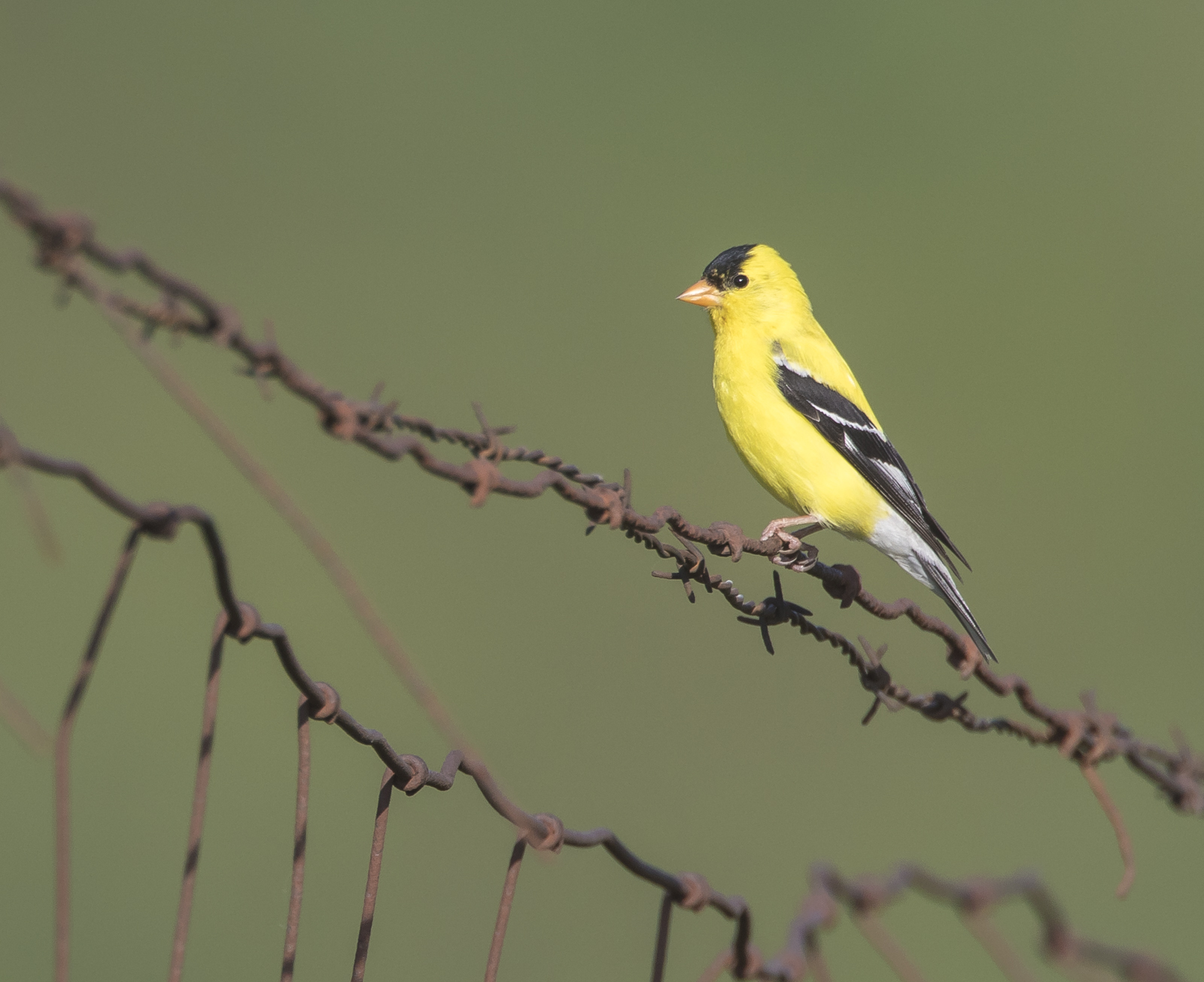 American goldfinch