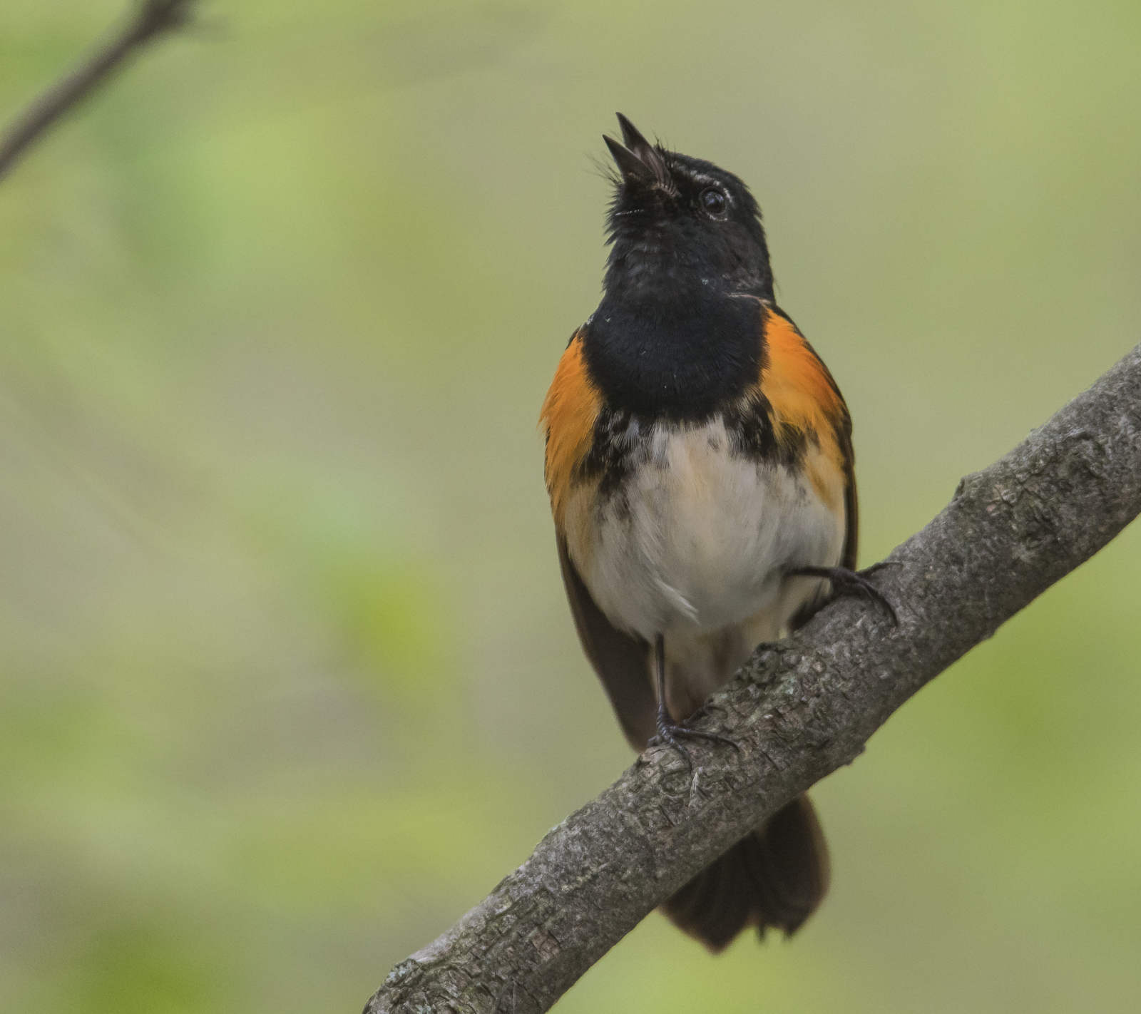 American redstart male singing