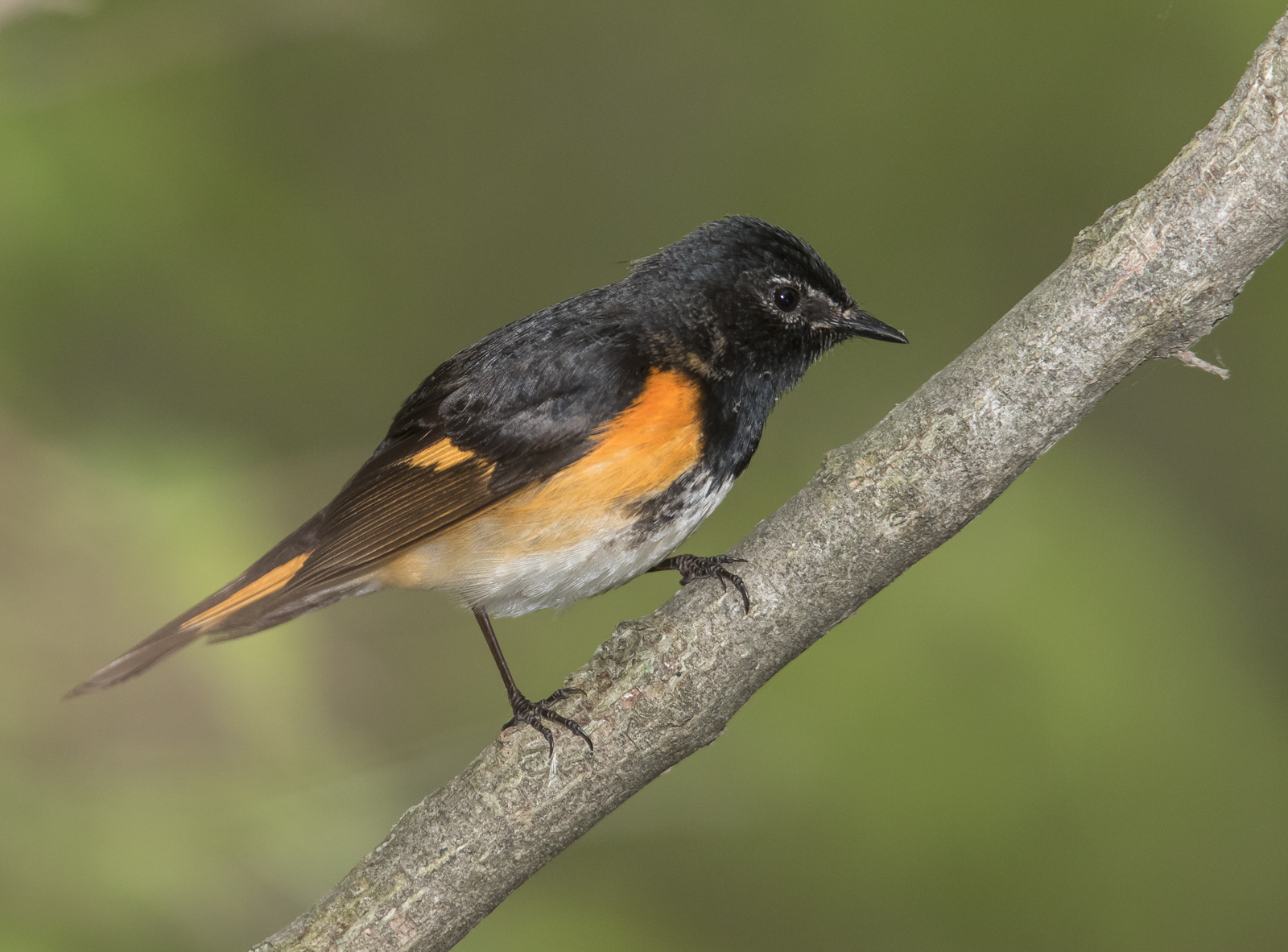 American redstart male