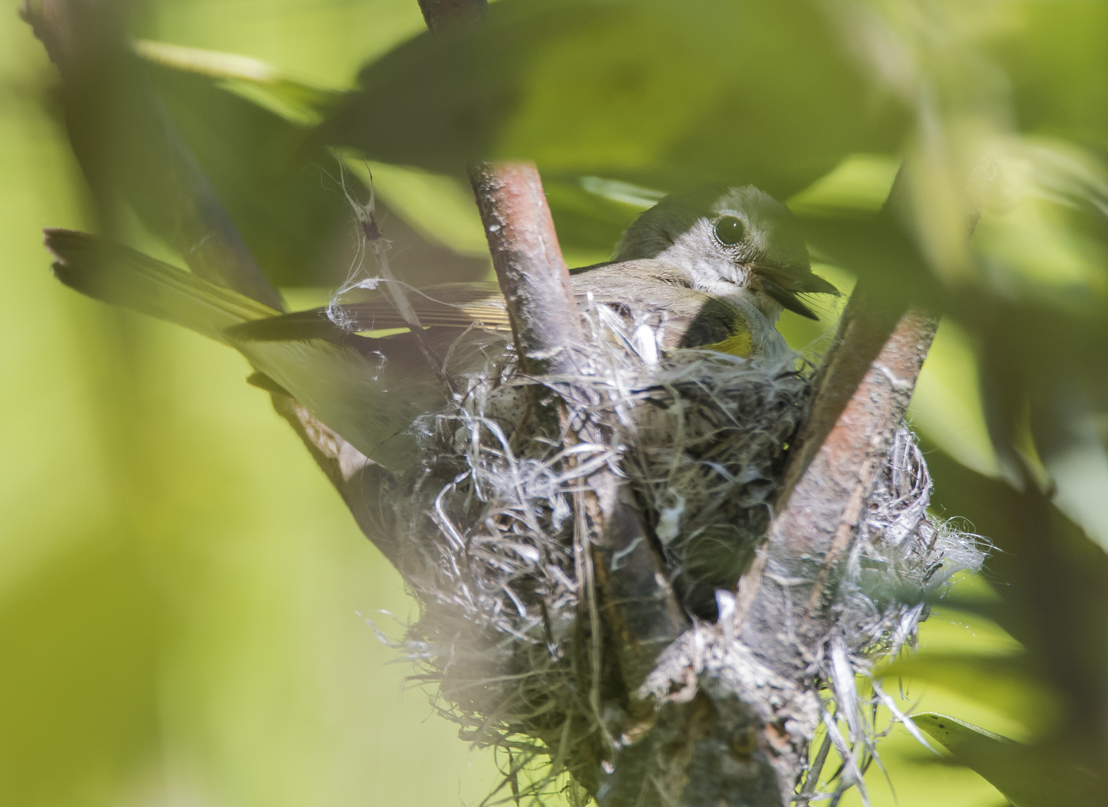 American redtstart female on nest