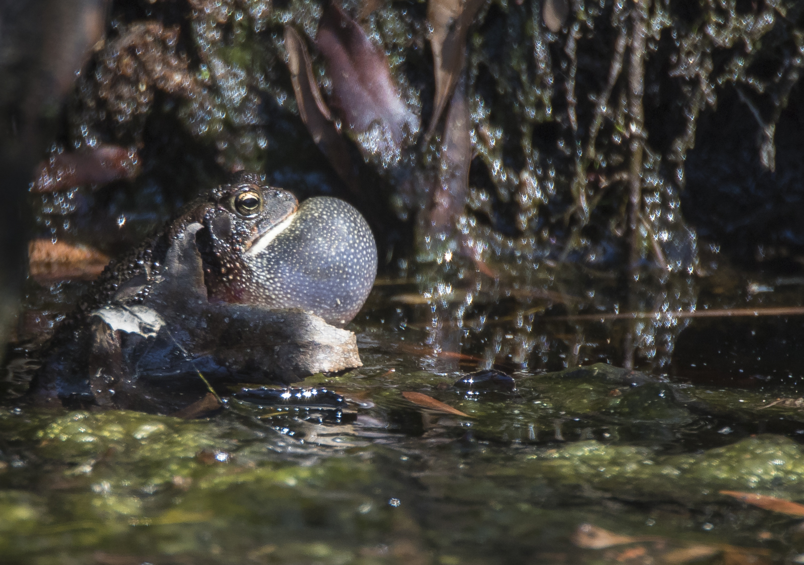 American toad calling