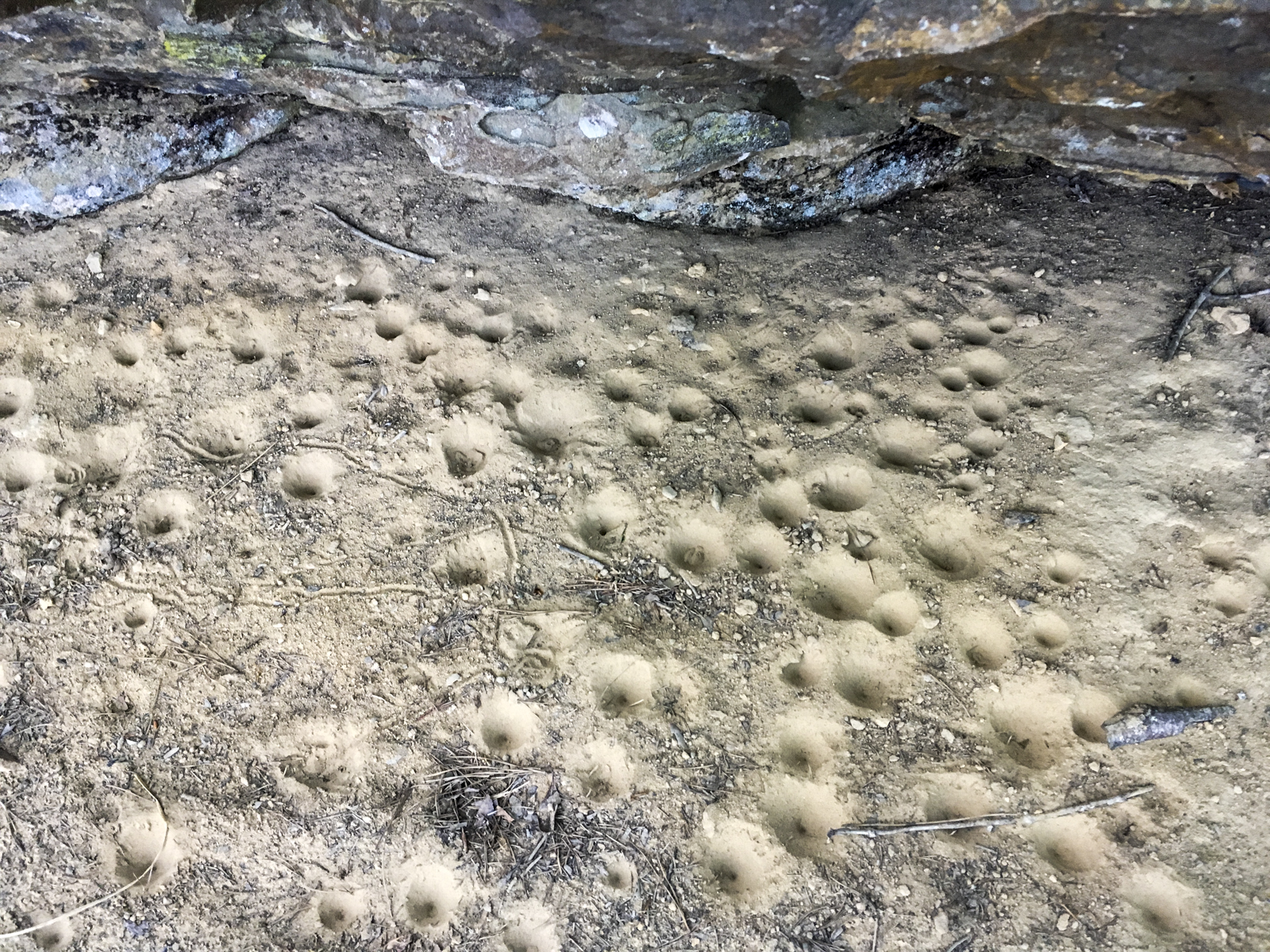 Ant lion pits underthe rock shelter