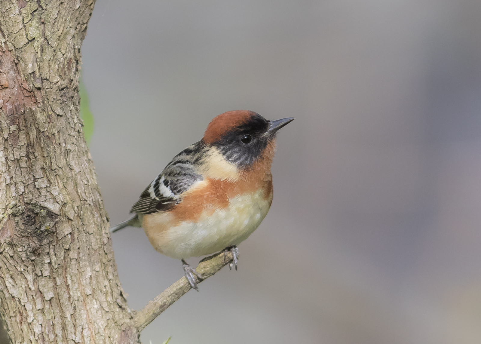 Bay-breasted warbler
