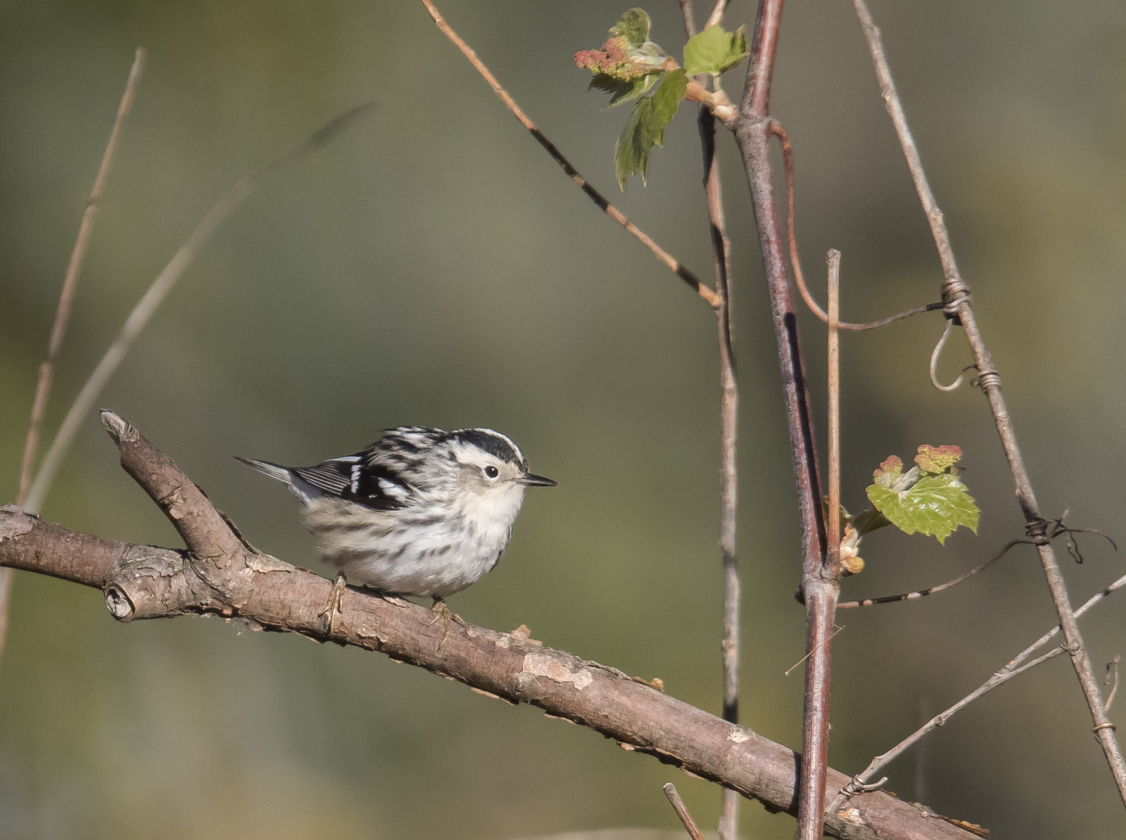Black-and-white warbler