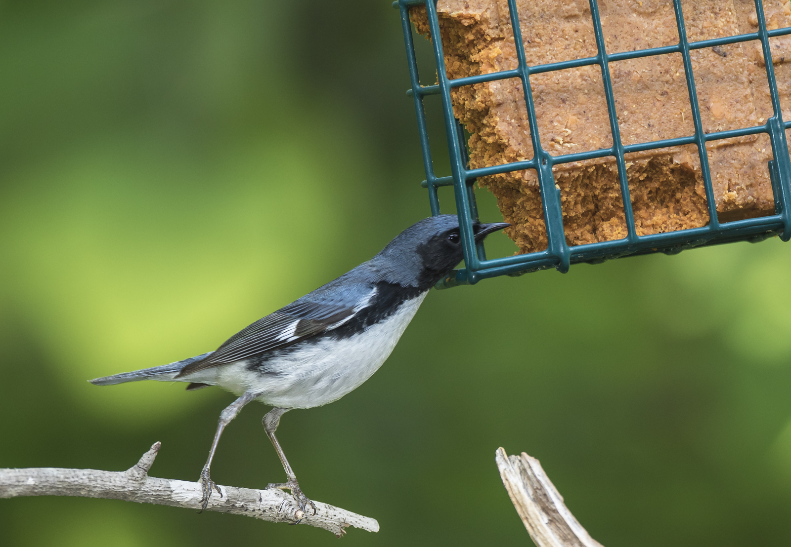 Black-throated blue at suet