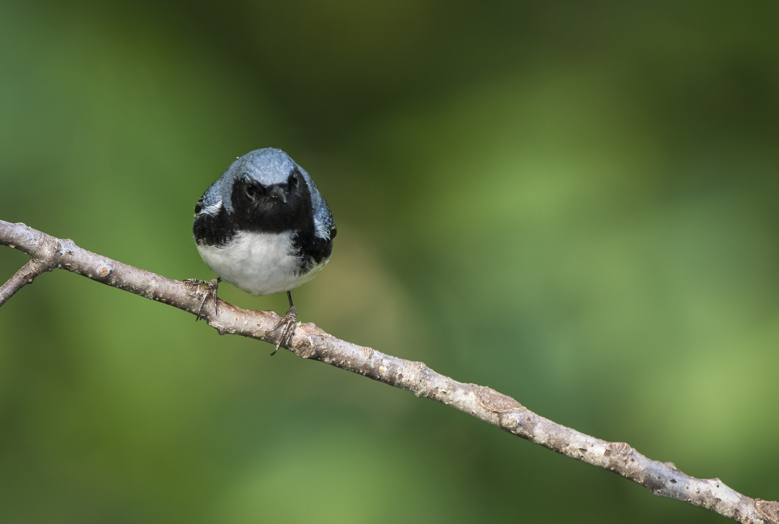 Black-throated blue on branch 2