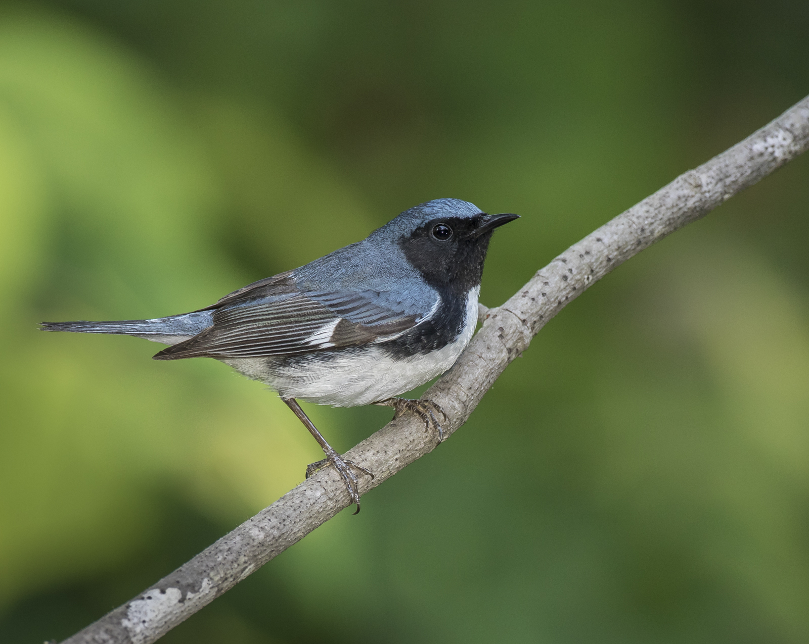 Black-throated blue on branch best