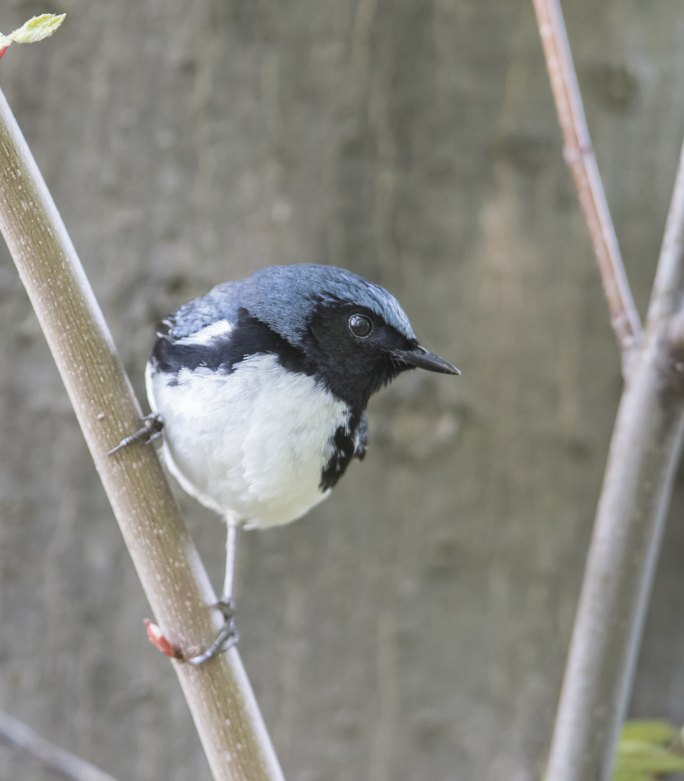 Black-throated blue warbler male 2