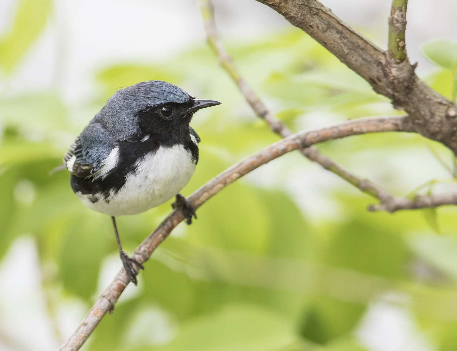 Black-throated blue warbler male