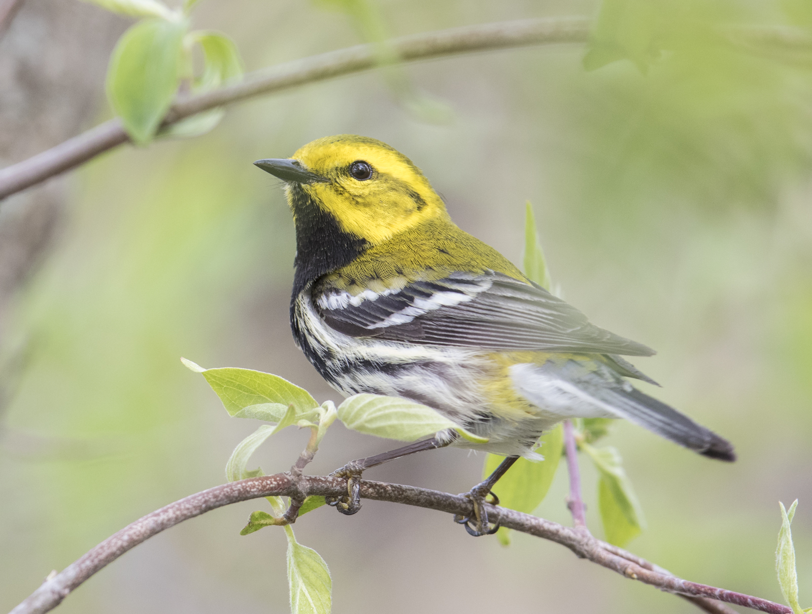 Black-throated green warbler