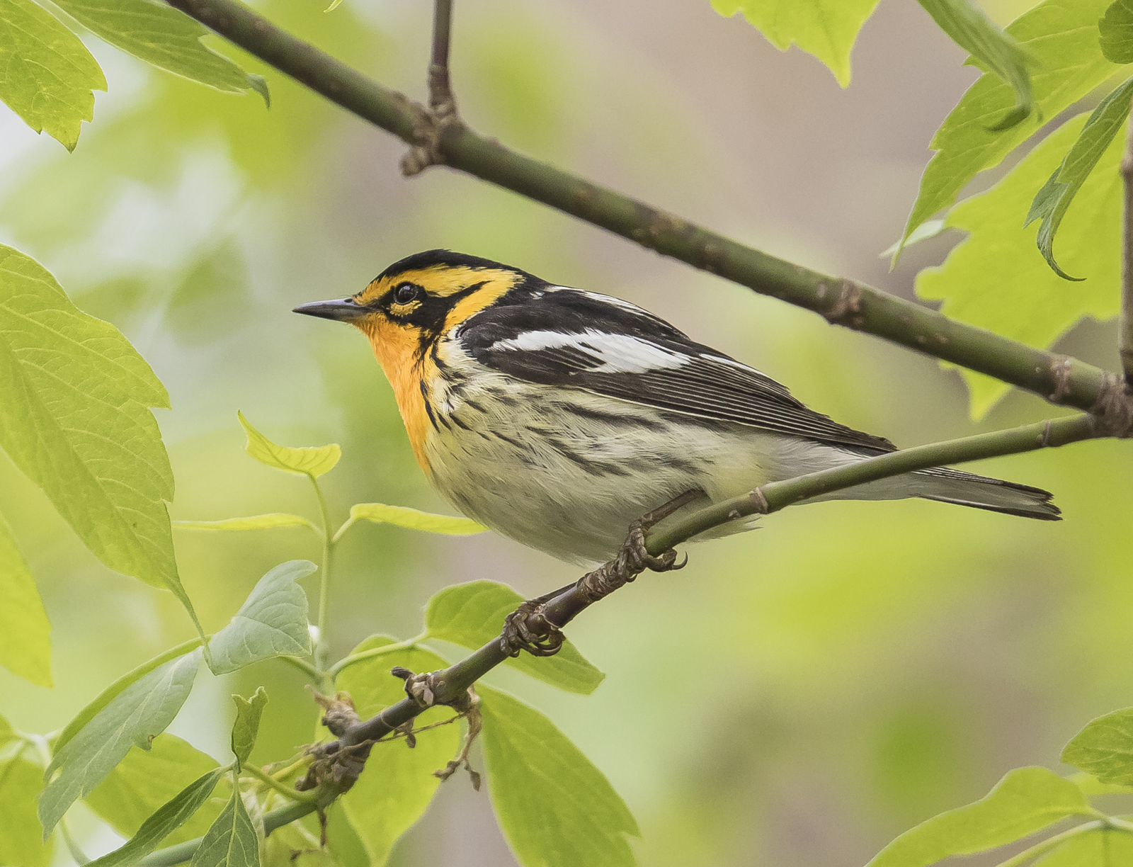 Blackburnian warbler