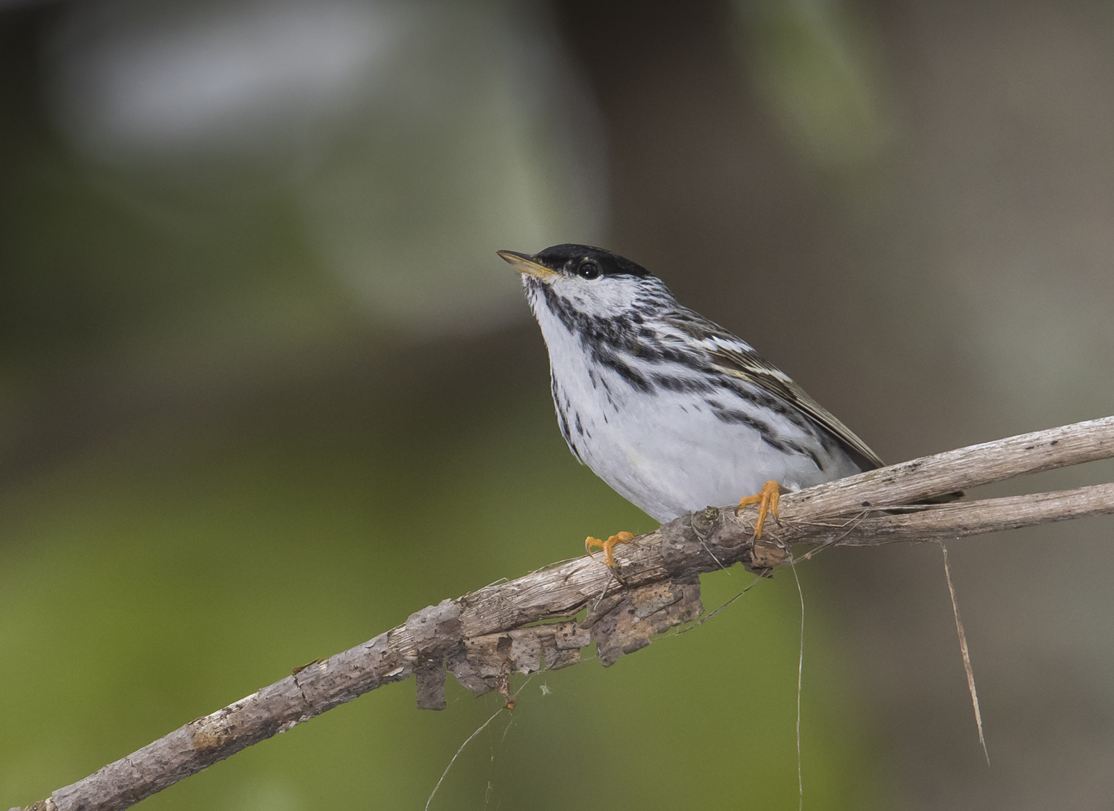 Blackpoll warbler 1