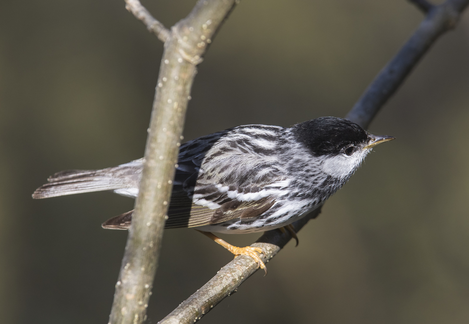 Blackpoll warbler