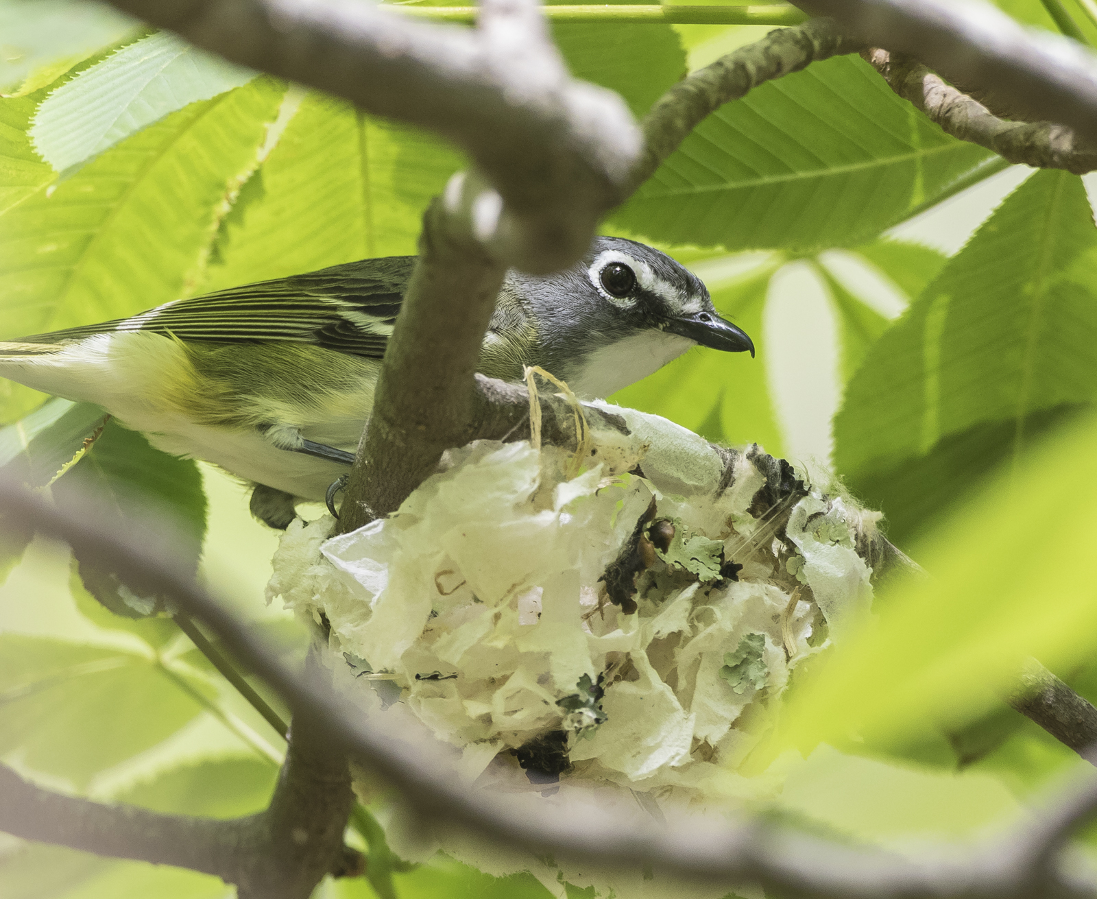 Blue-hesded vireo at nest