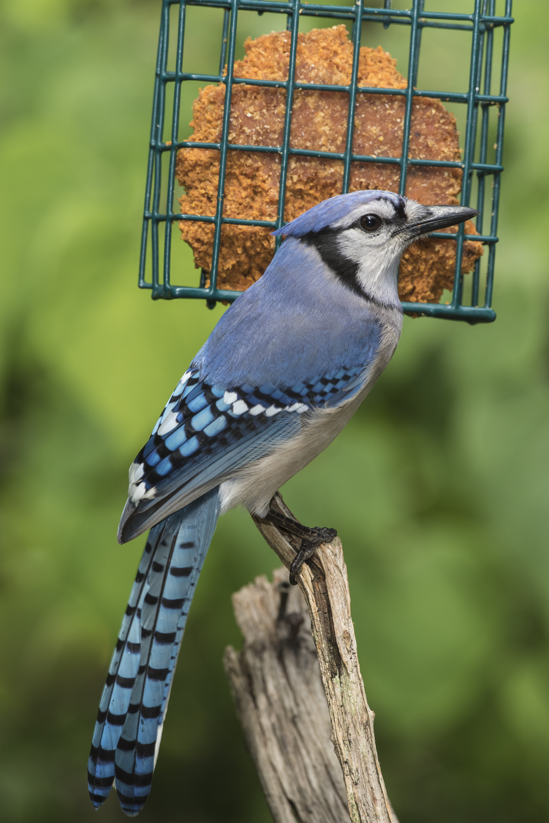 Blue jay at suet