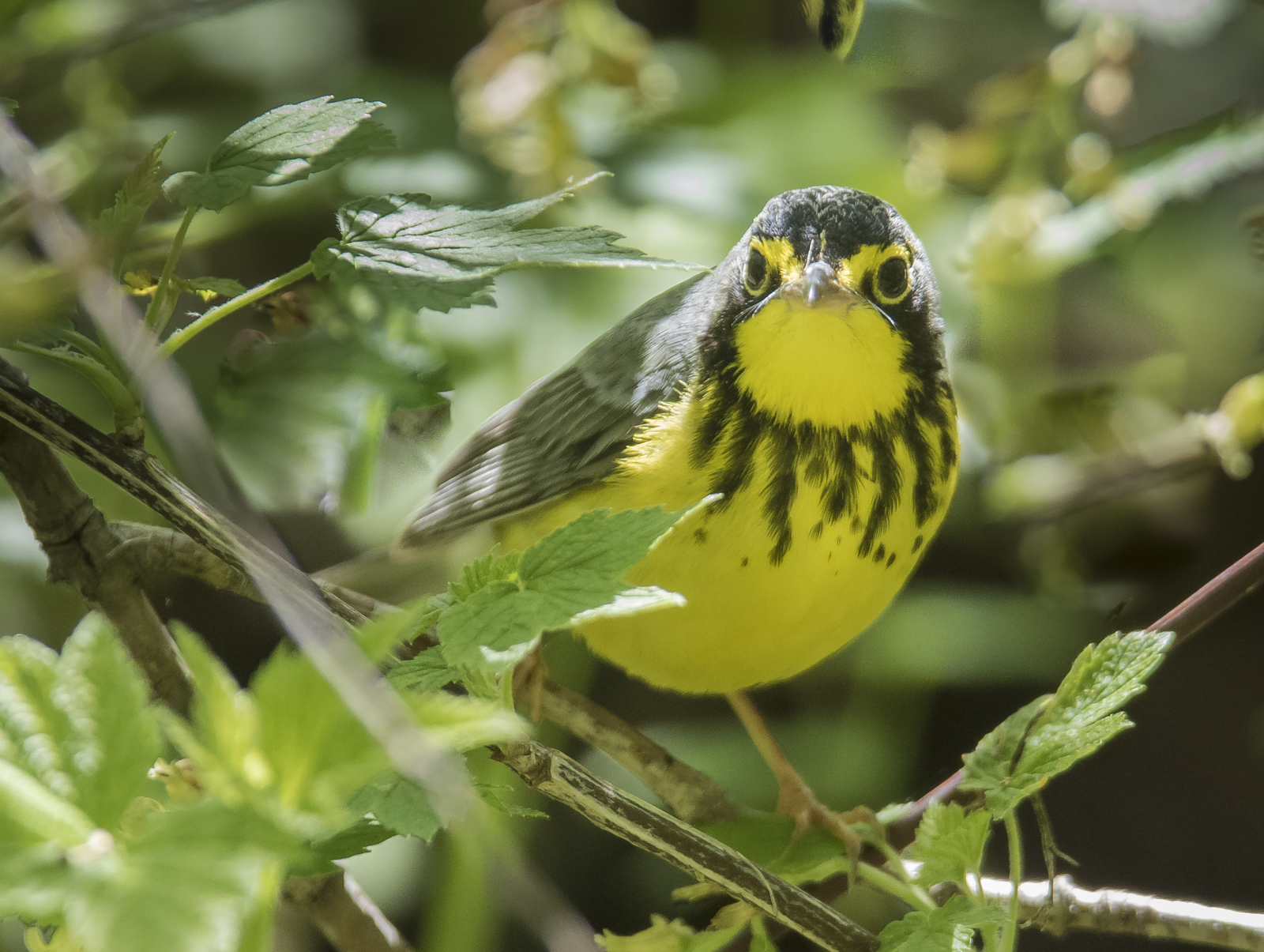 Canada warbler