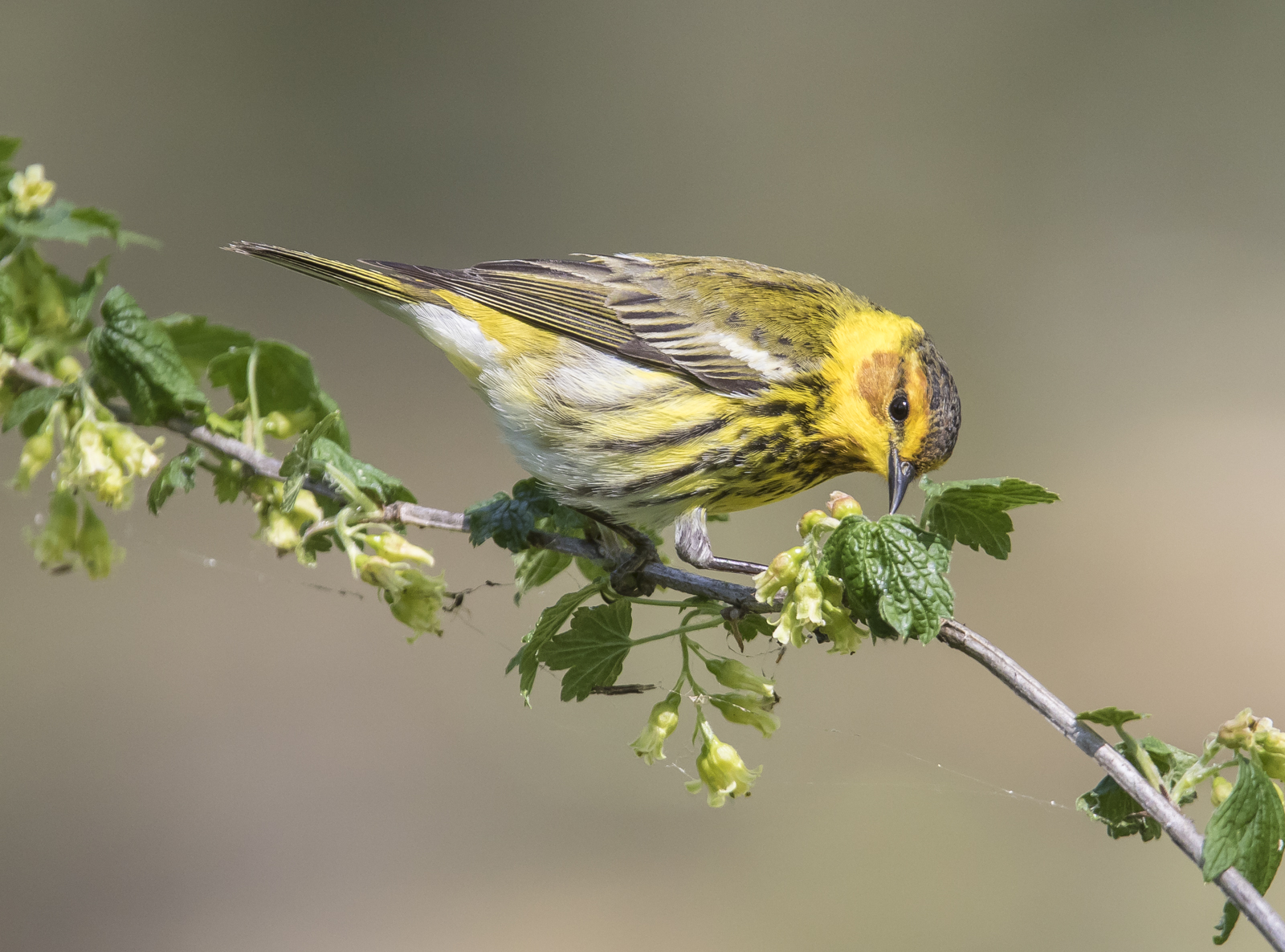 Cape May warbler 26