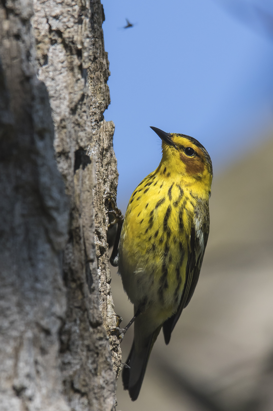Cape May warbler foraging on tree trunk 1