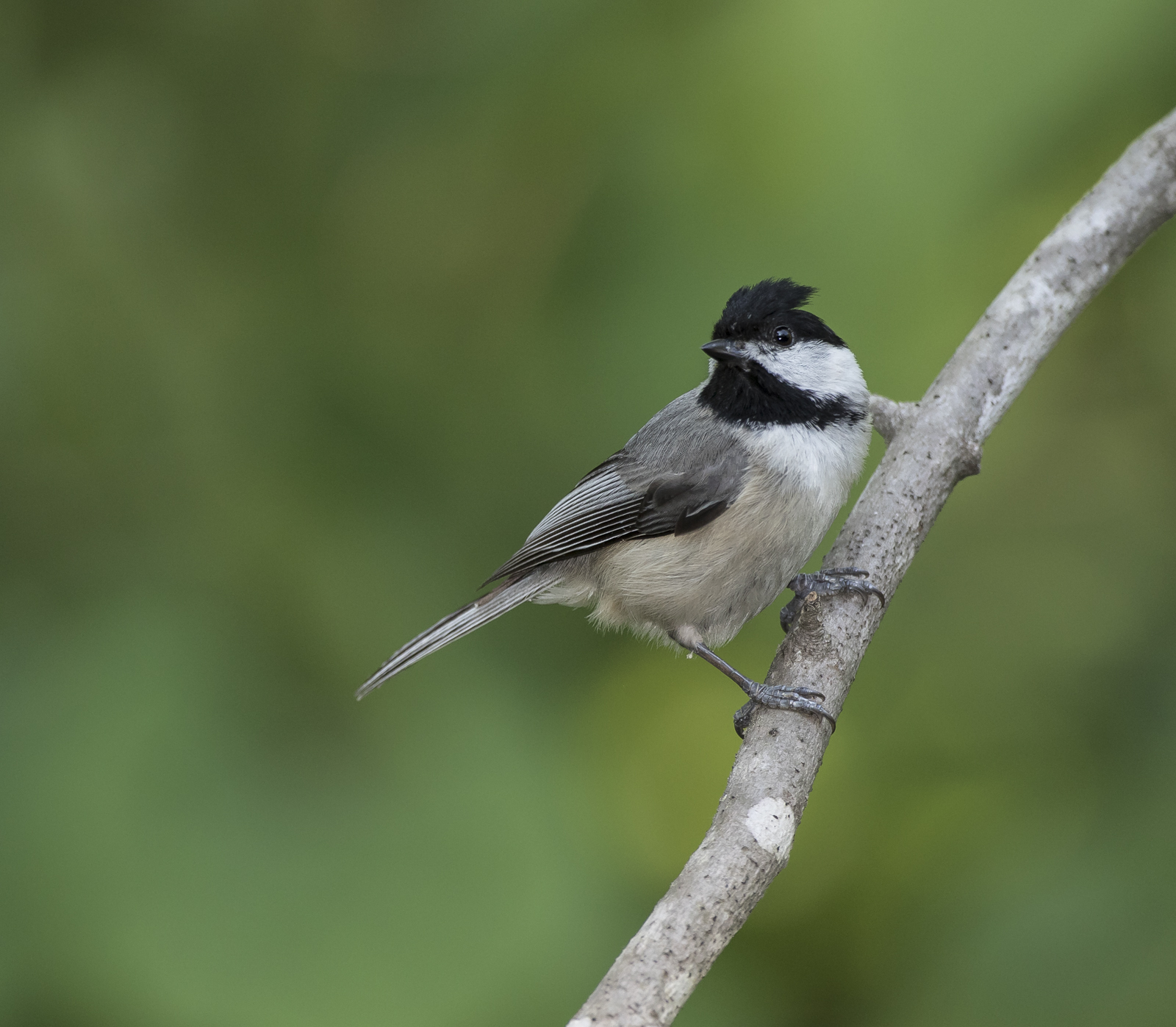 Carolina chicadee on branch