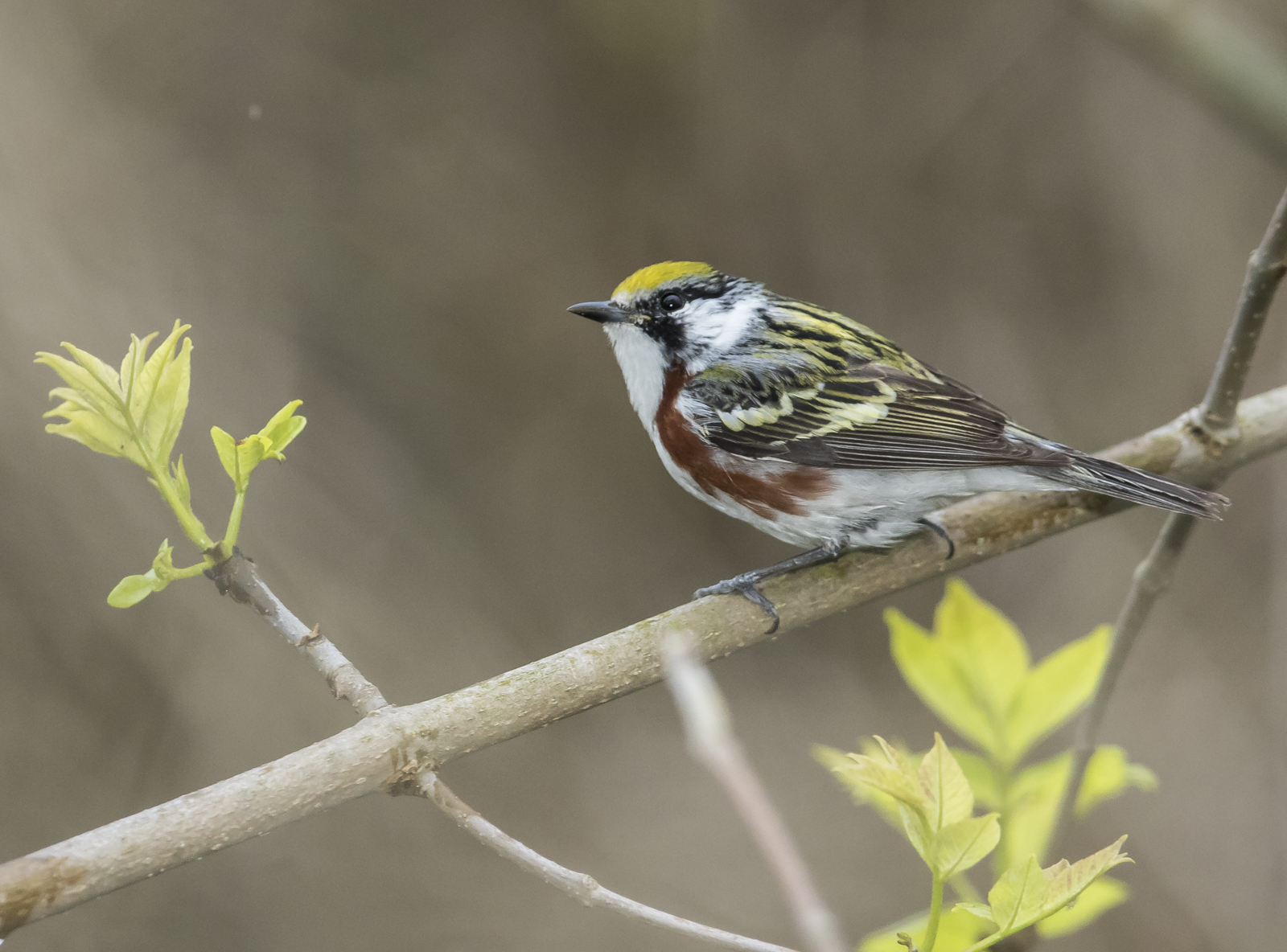 Chestnut-sided warbler 2