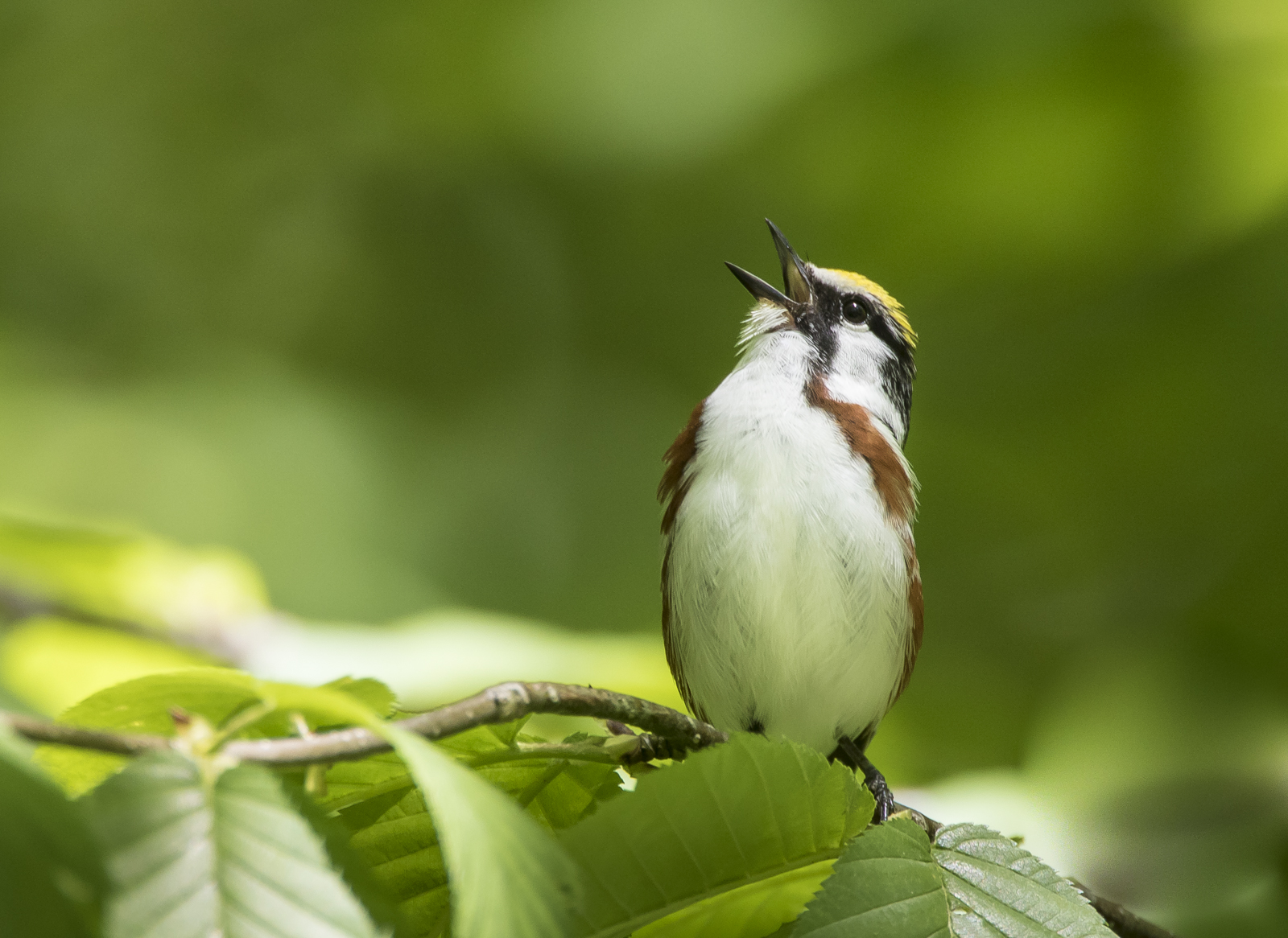 Chestnut-sided warbler singing in NC 1