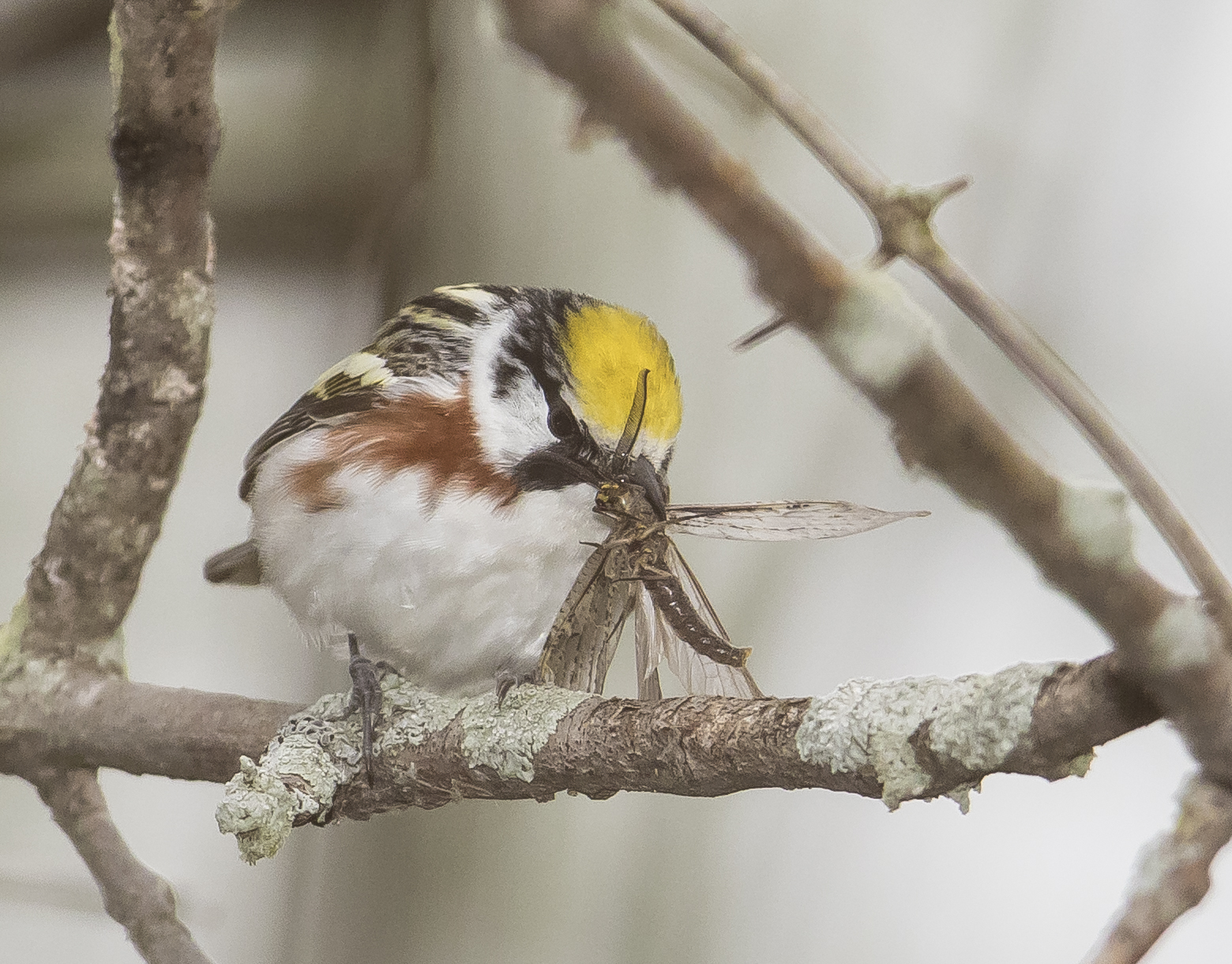 Chestnut-sided warbler with fish fly