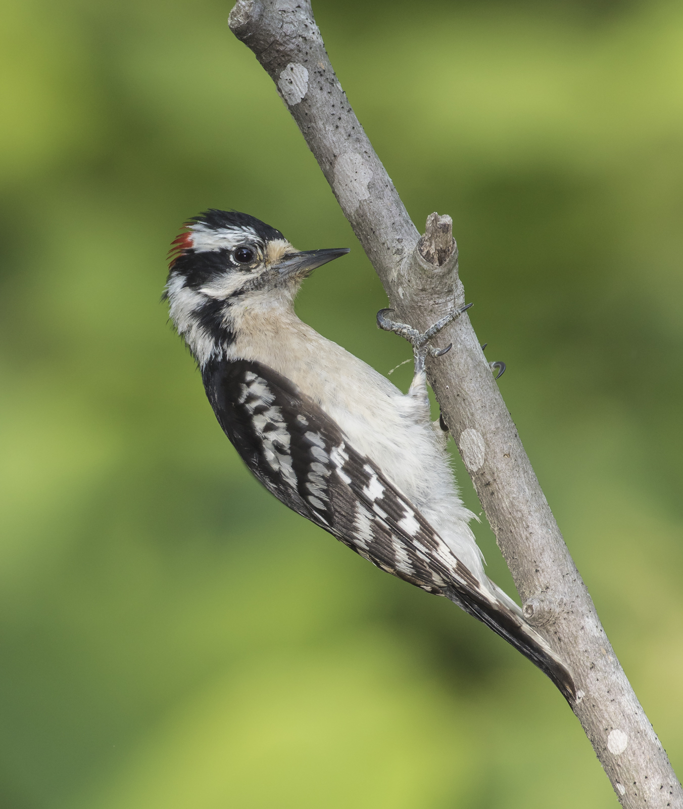 Downy woodpecker male on branch