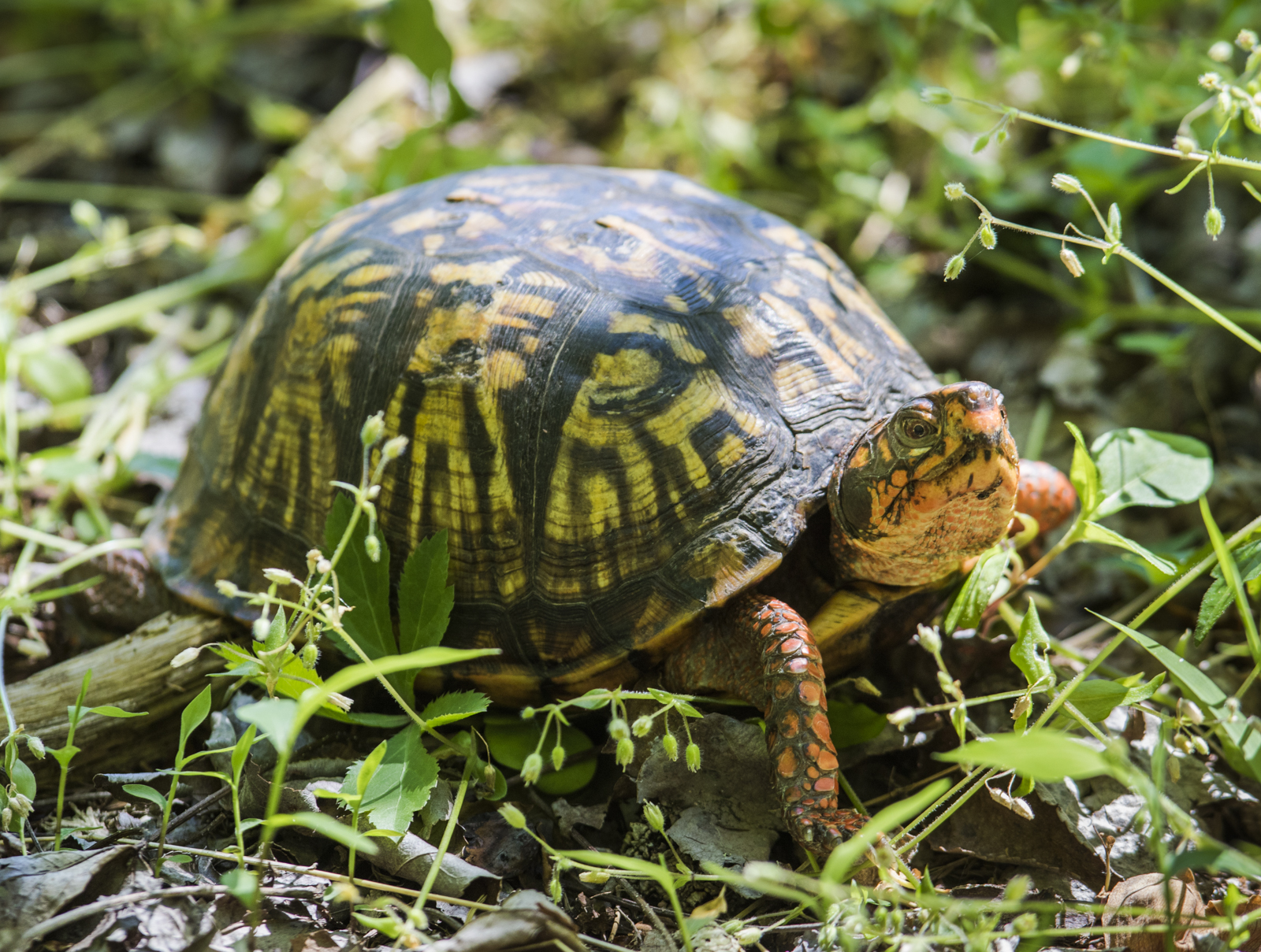 Eastern box turtle