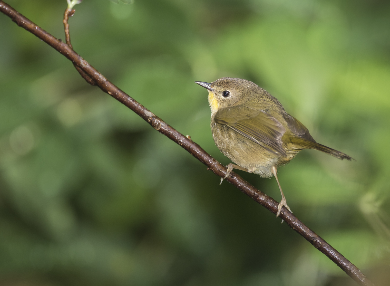 Female common yelowthroat